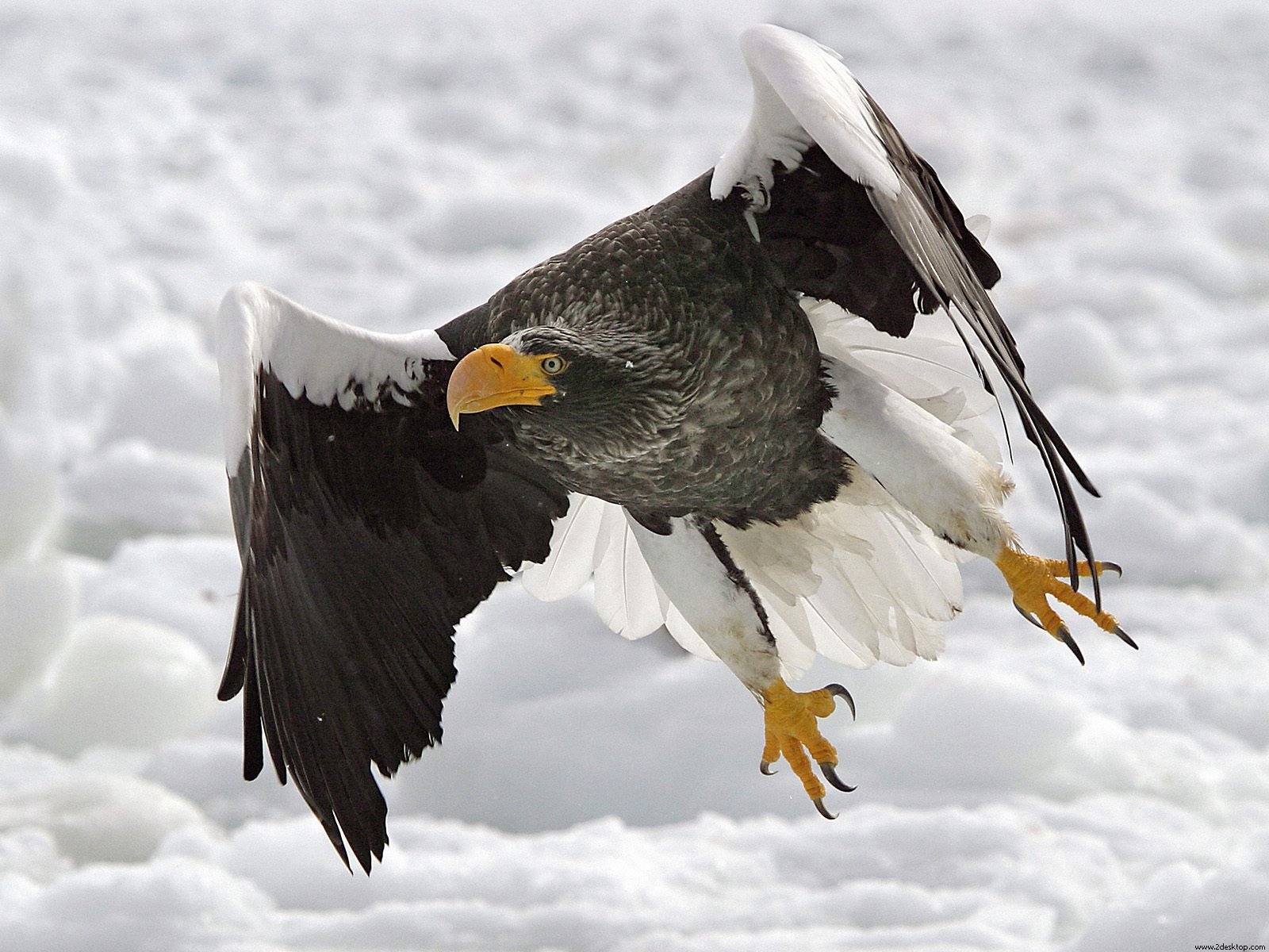 Steller'S Sea Eagle Wallpapers