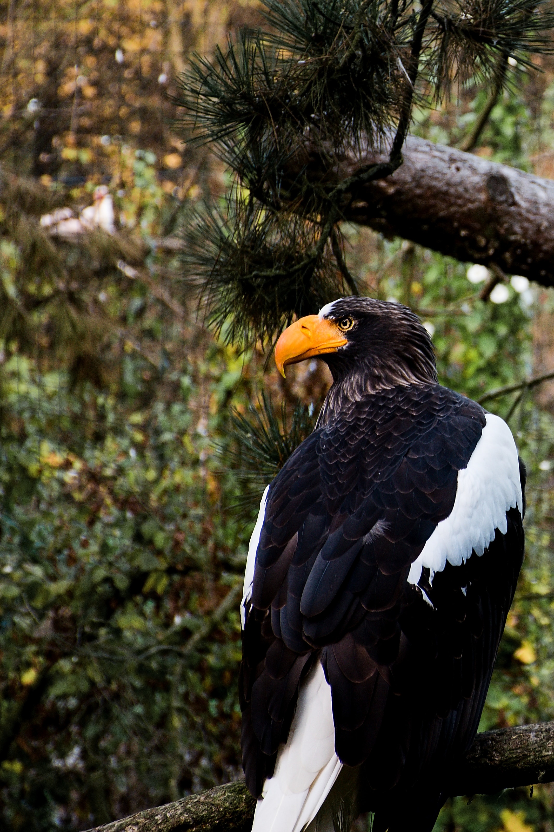 Steller'S Sea Eagle Wallpapers