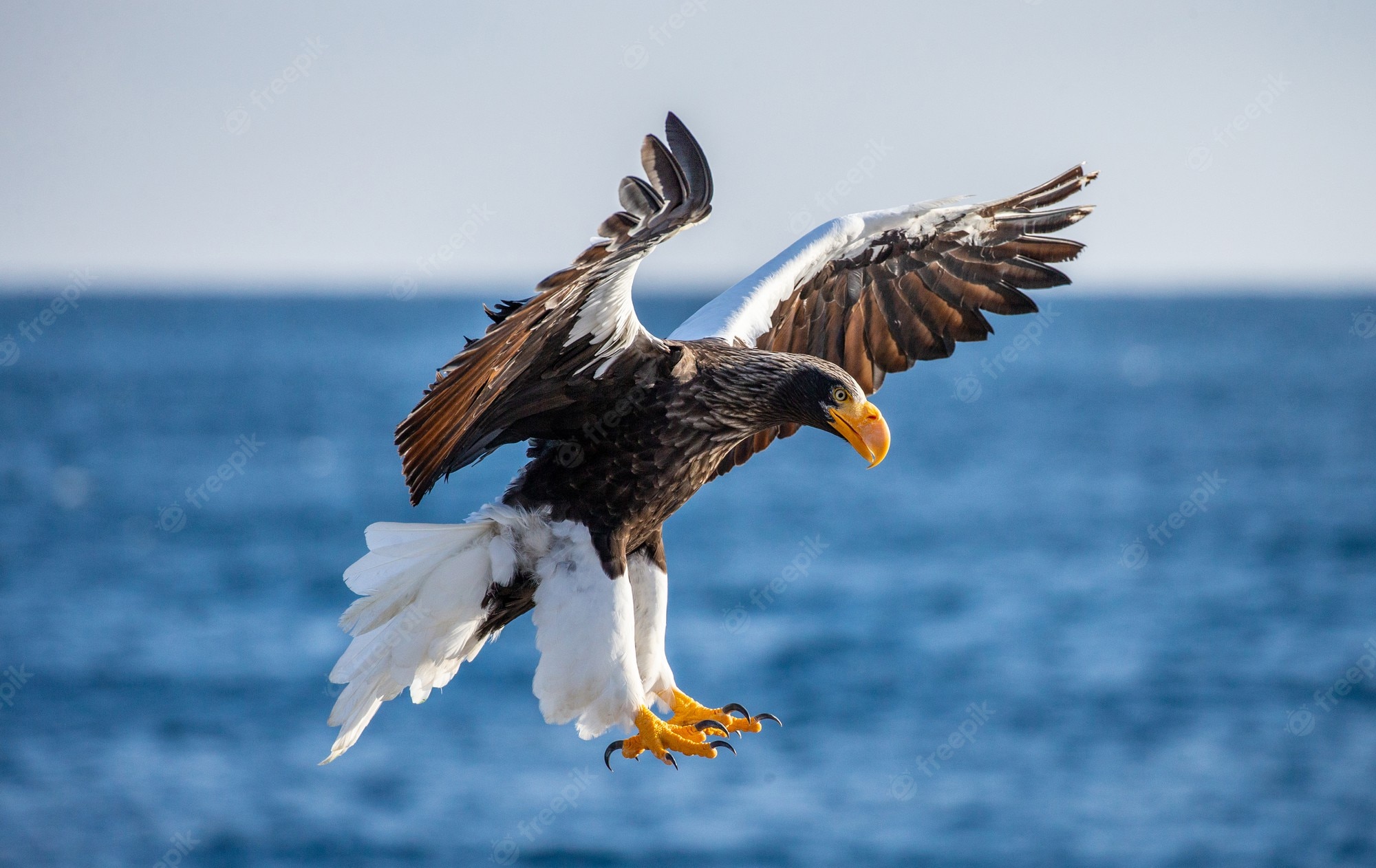 Steller'S Sea Eagle Wallpapers