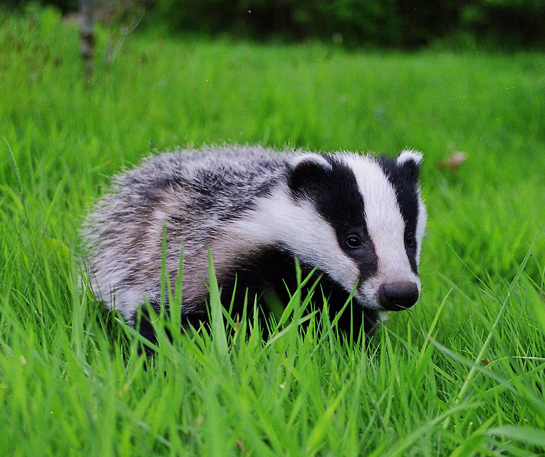 Stink Badgers Wallpapers