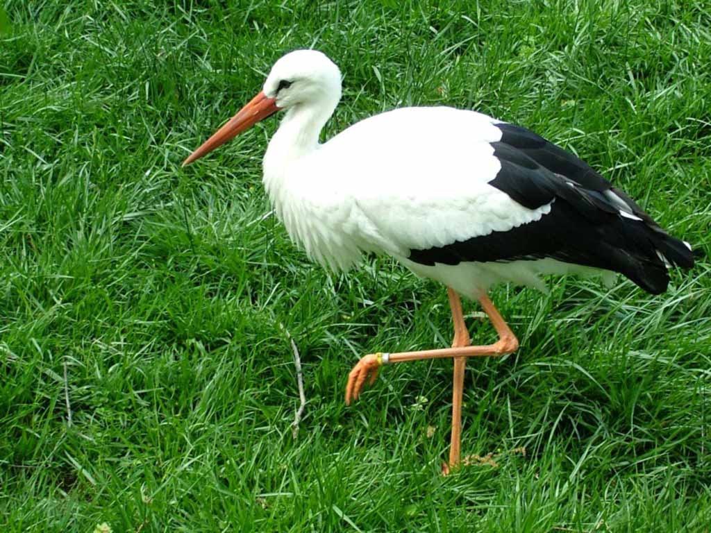 Stork Wallpapers