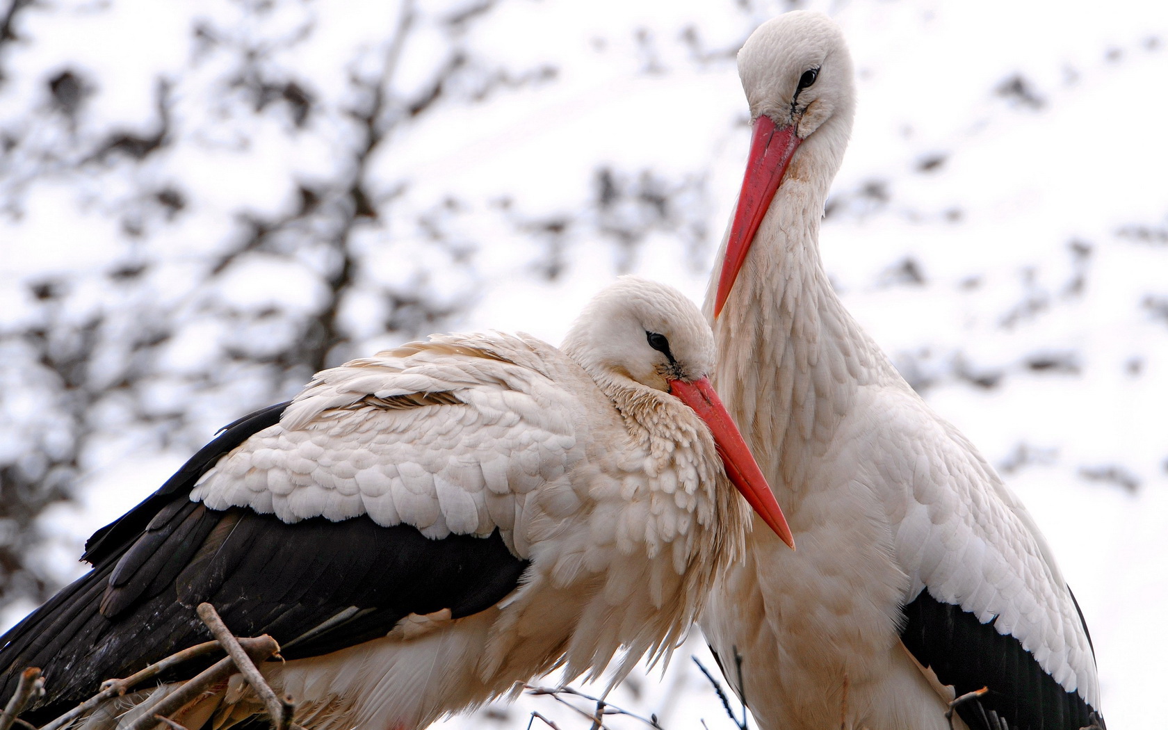 Stork Wallpapers