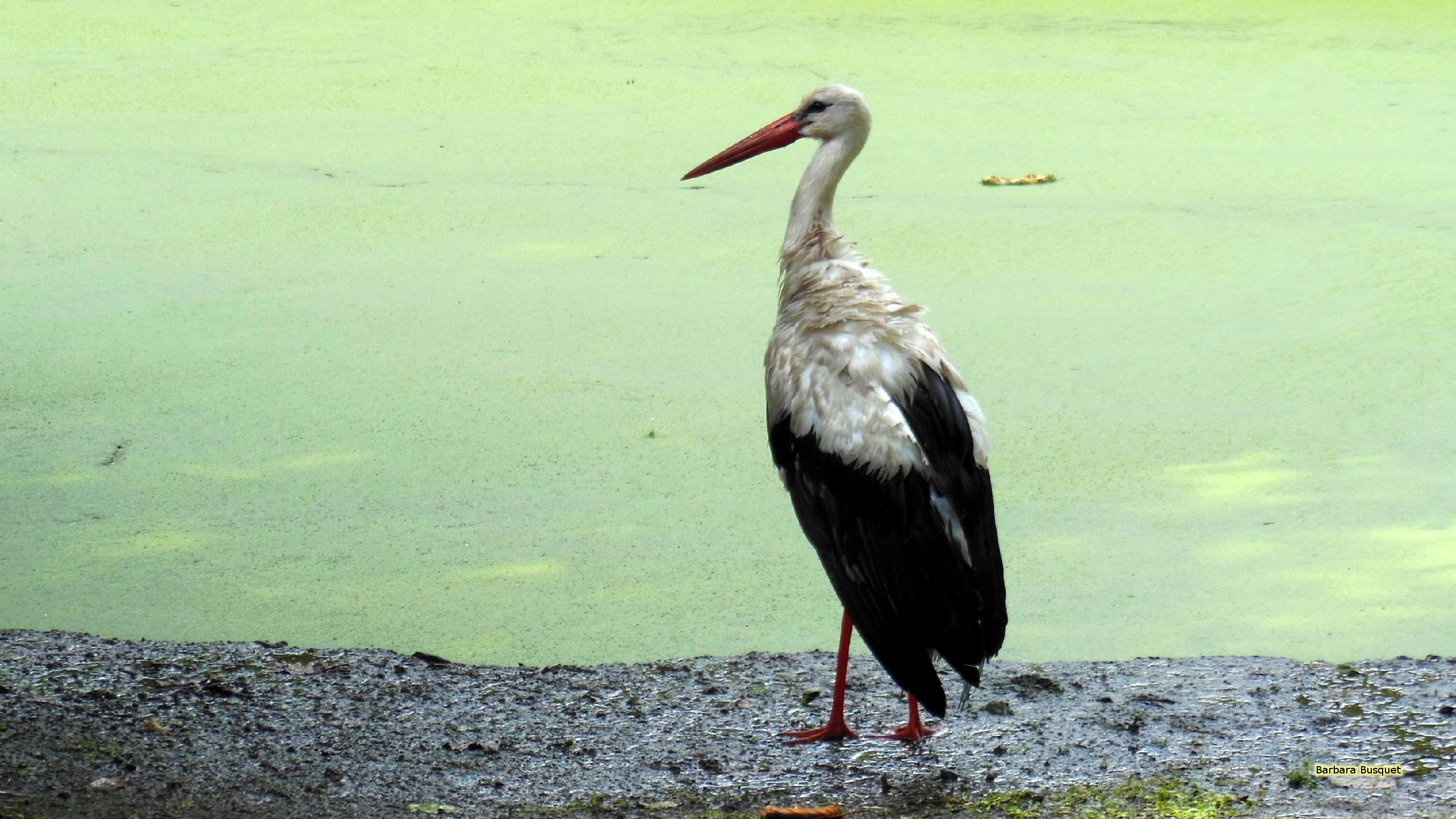 Stork Wallpapers