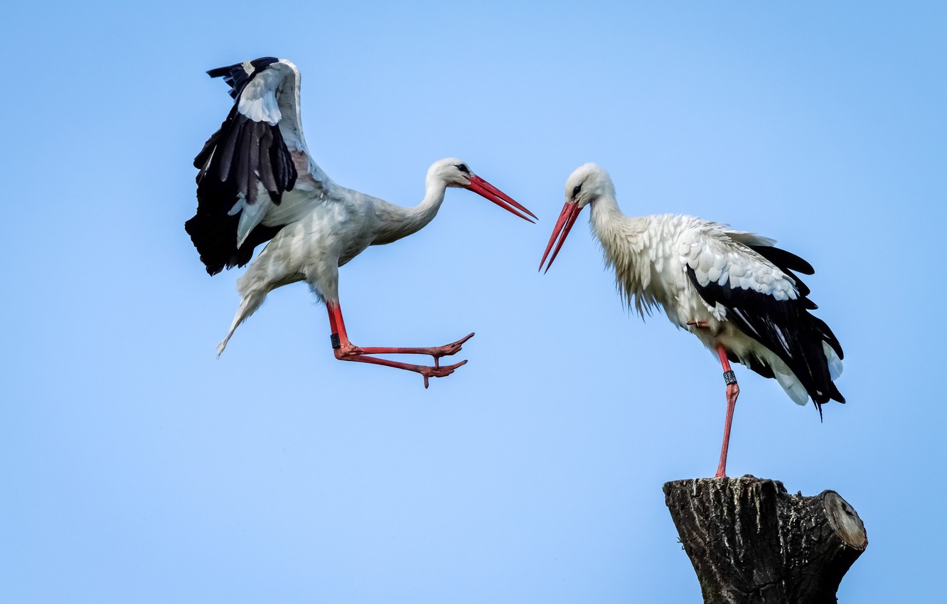 Stork Wallpapers