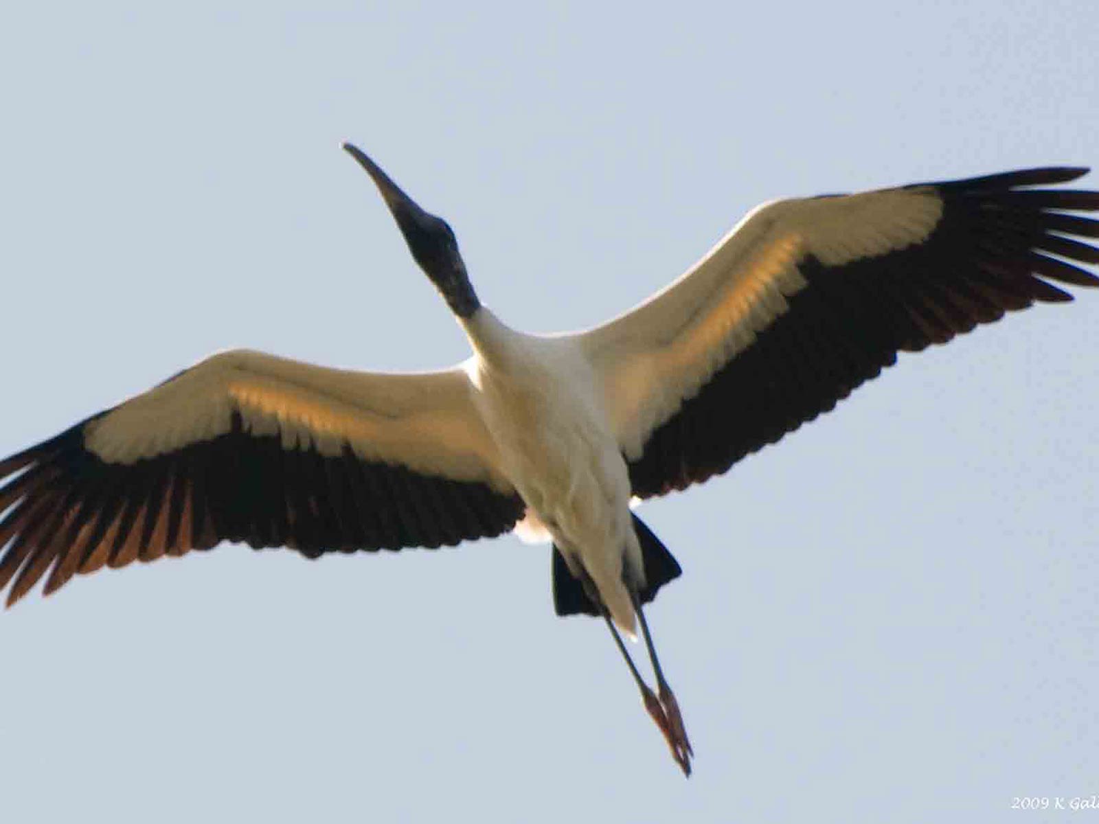 Stork Wallpapers