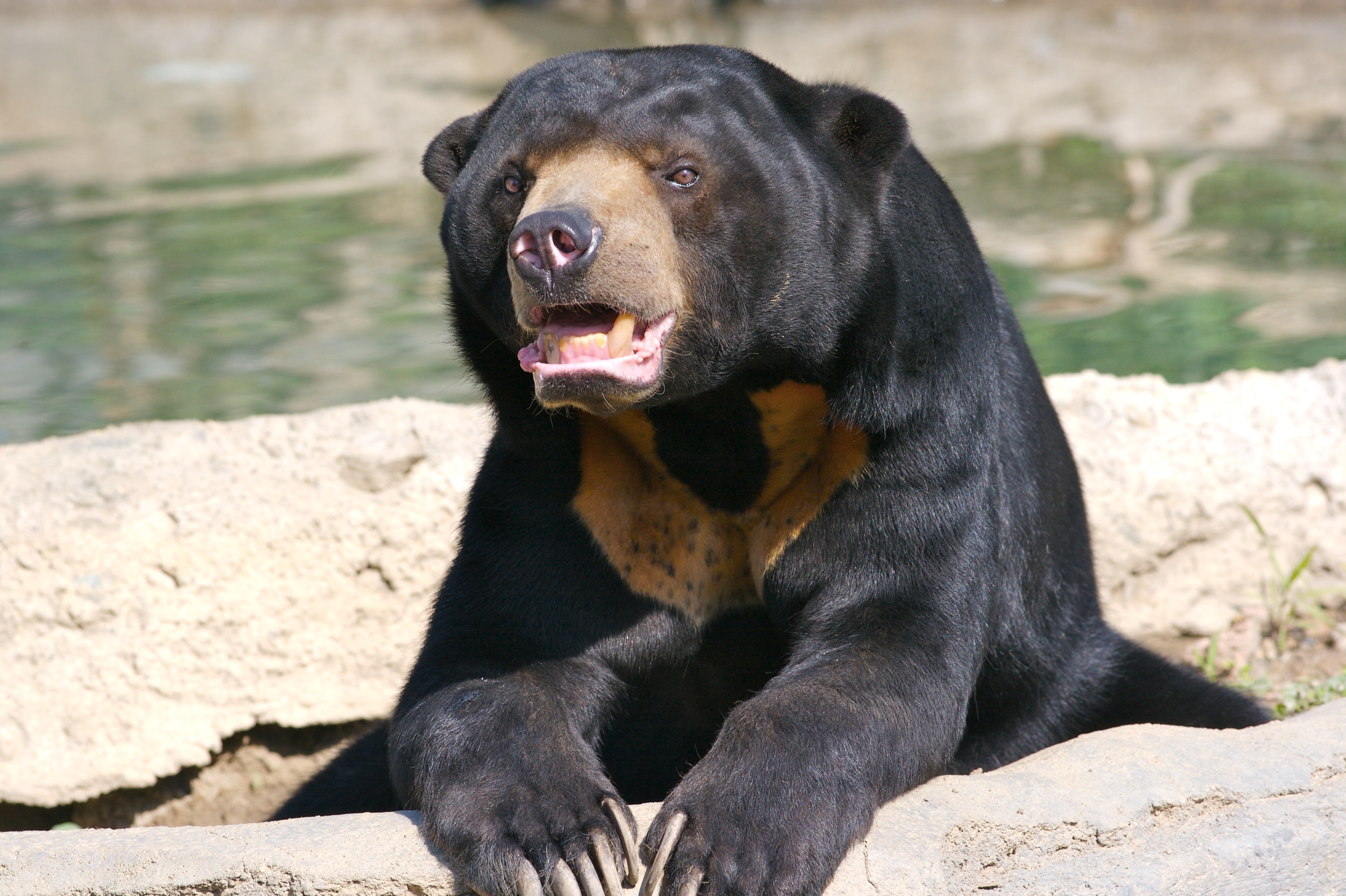 Sun Bear Wallpapers