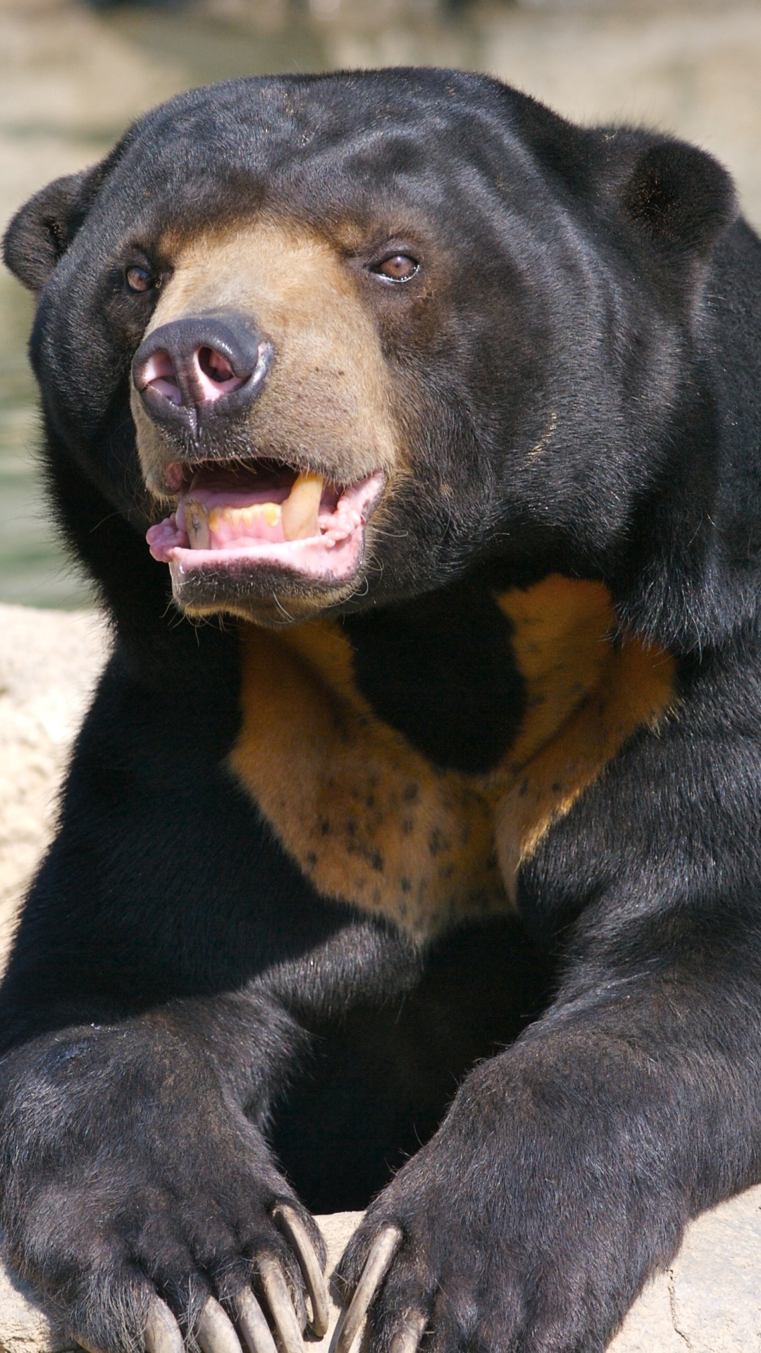 Sun Bear Wallpapers