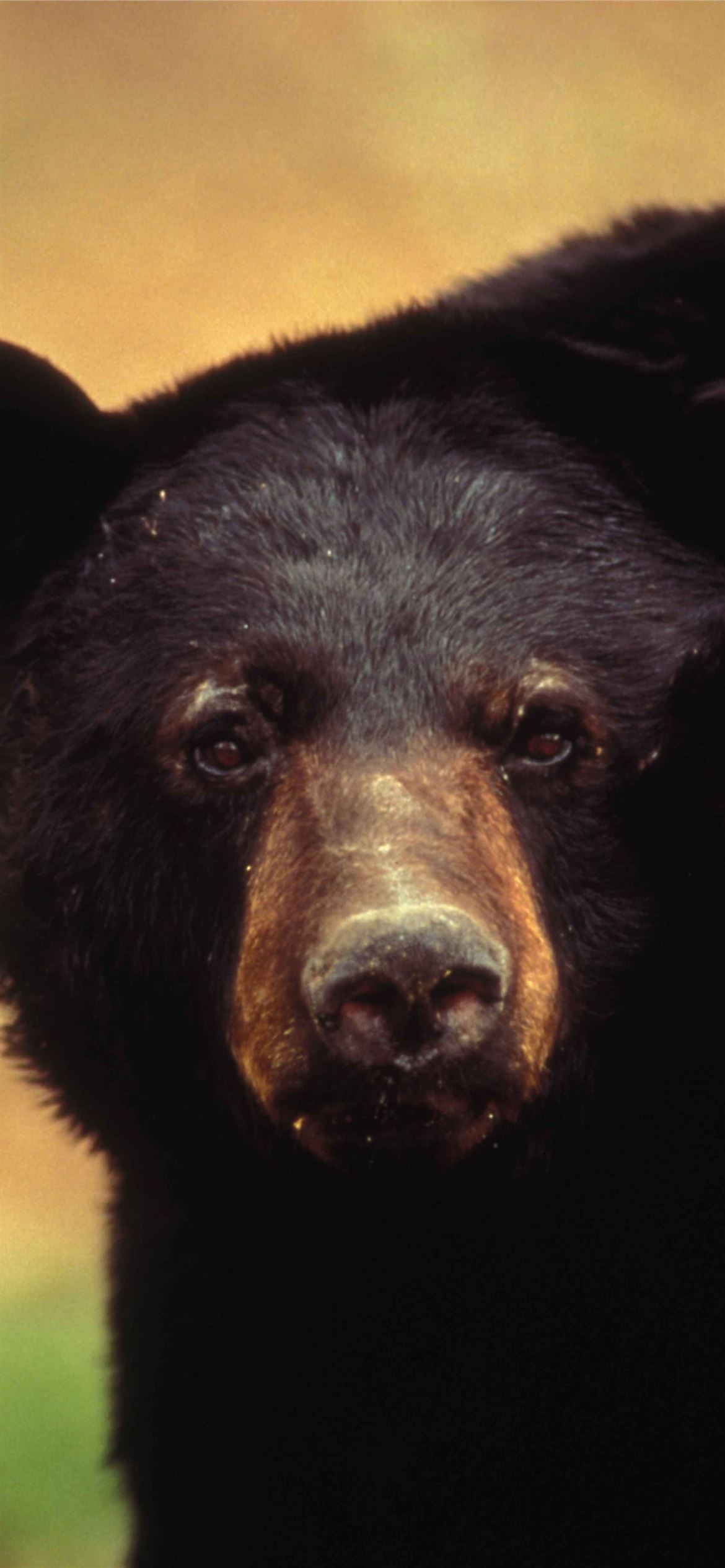 Sun Bear Wallpapers