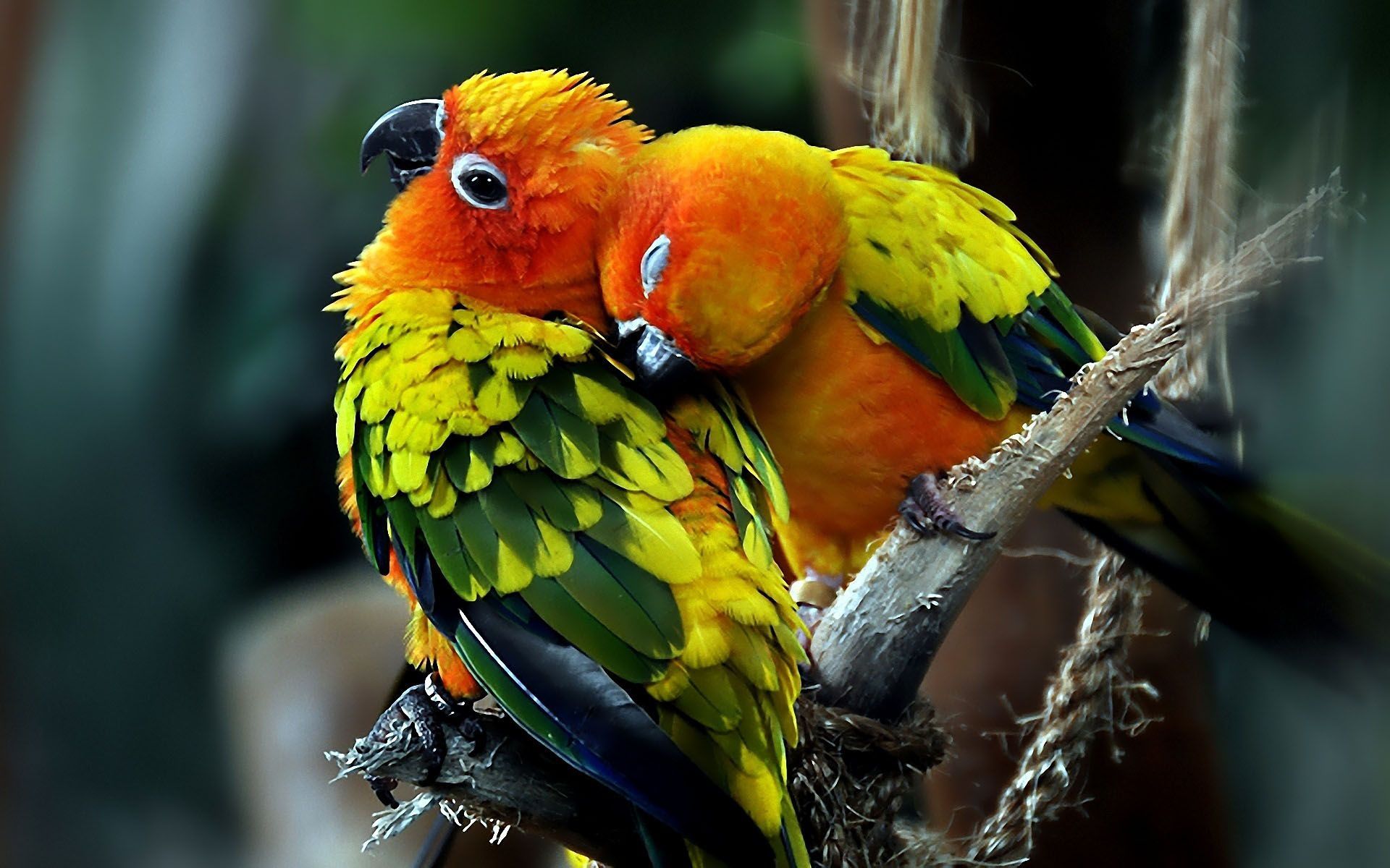 Sun Parakeet Wallpapers