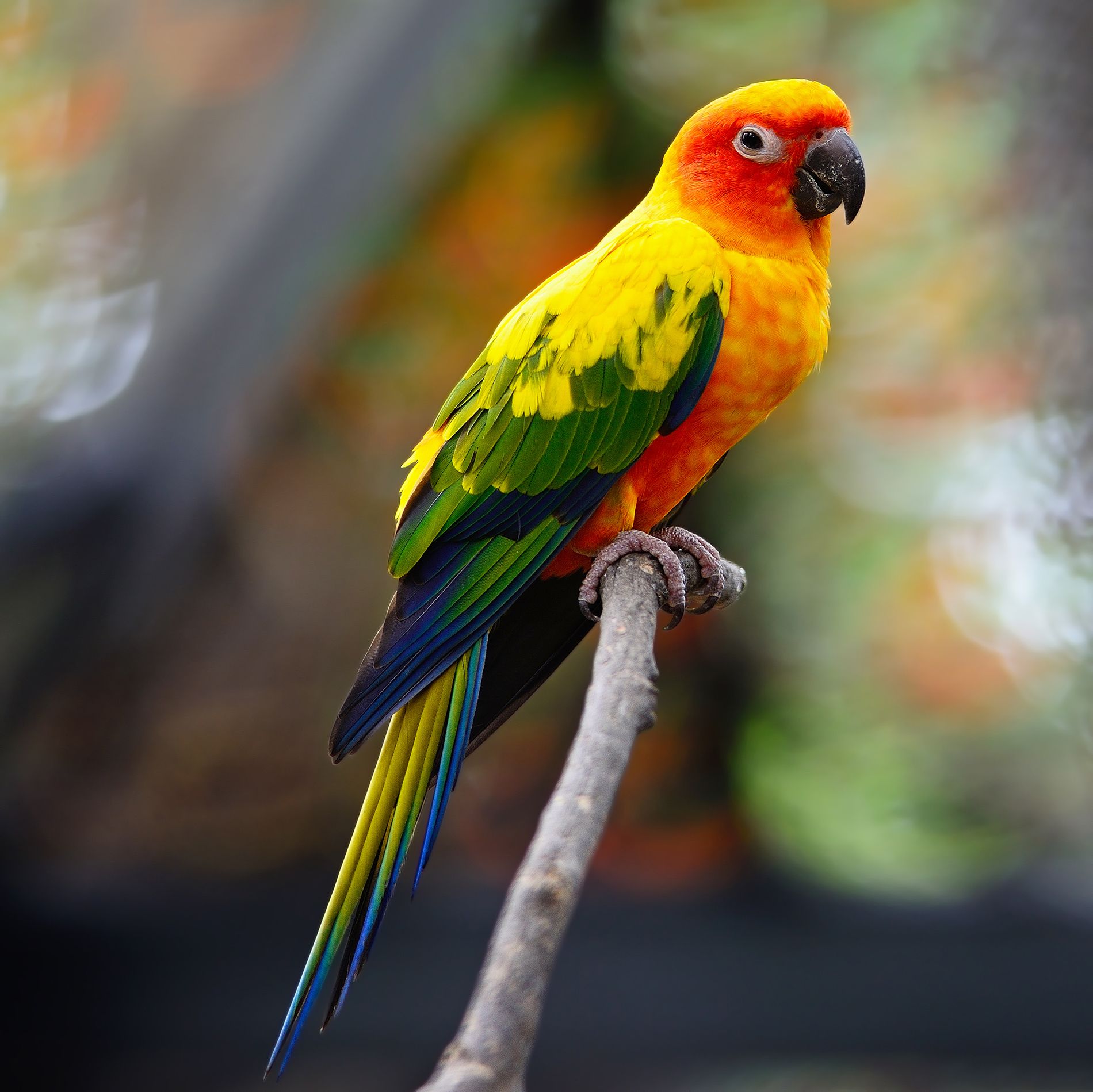 Sun Parakeet Wallpapers