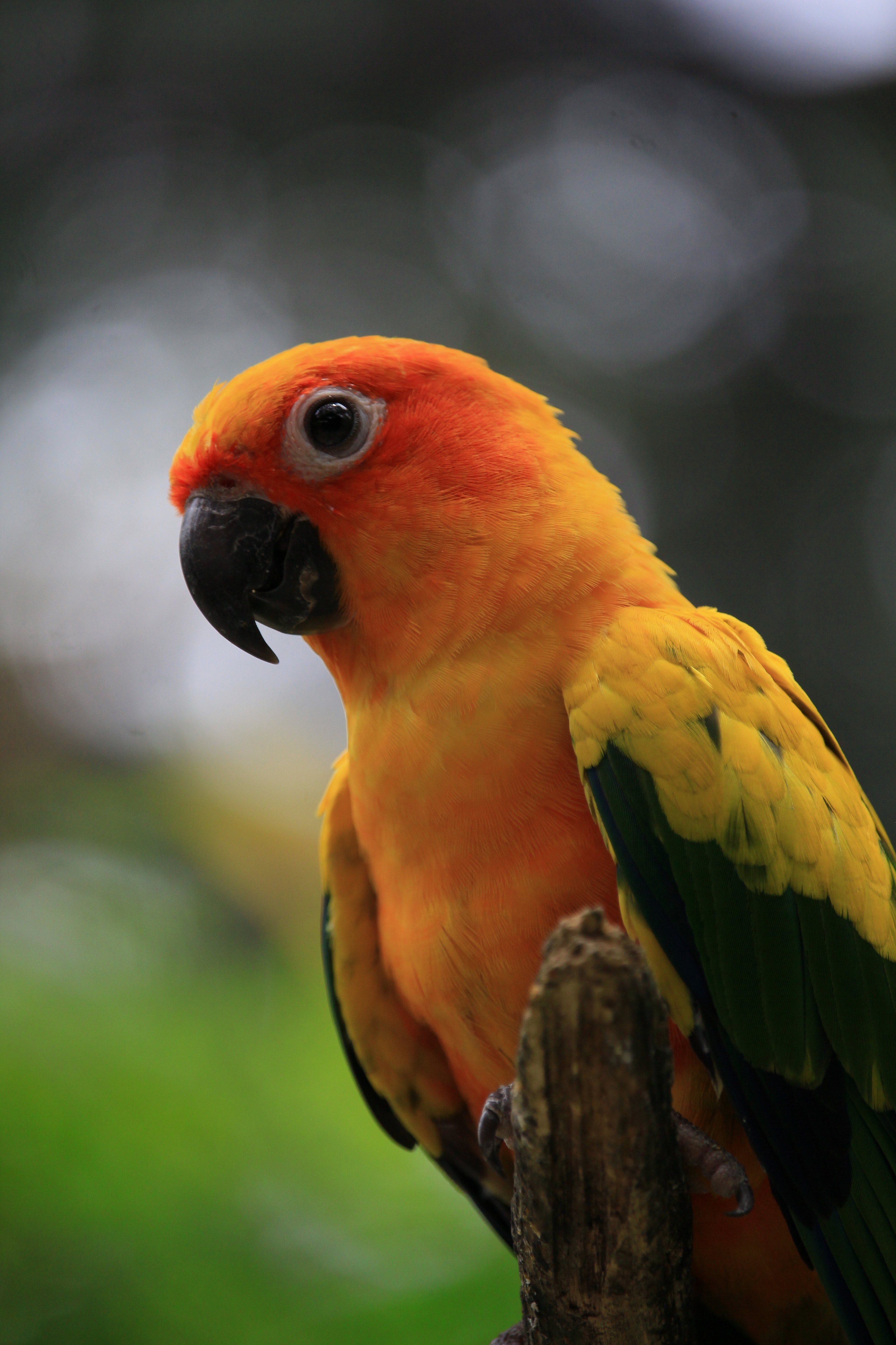 Sun Parakeet Wallpapers