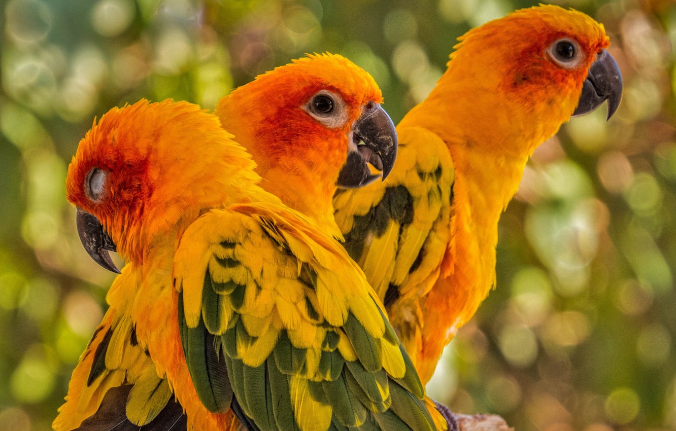 Sun Parakeet Wallpapers