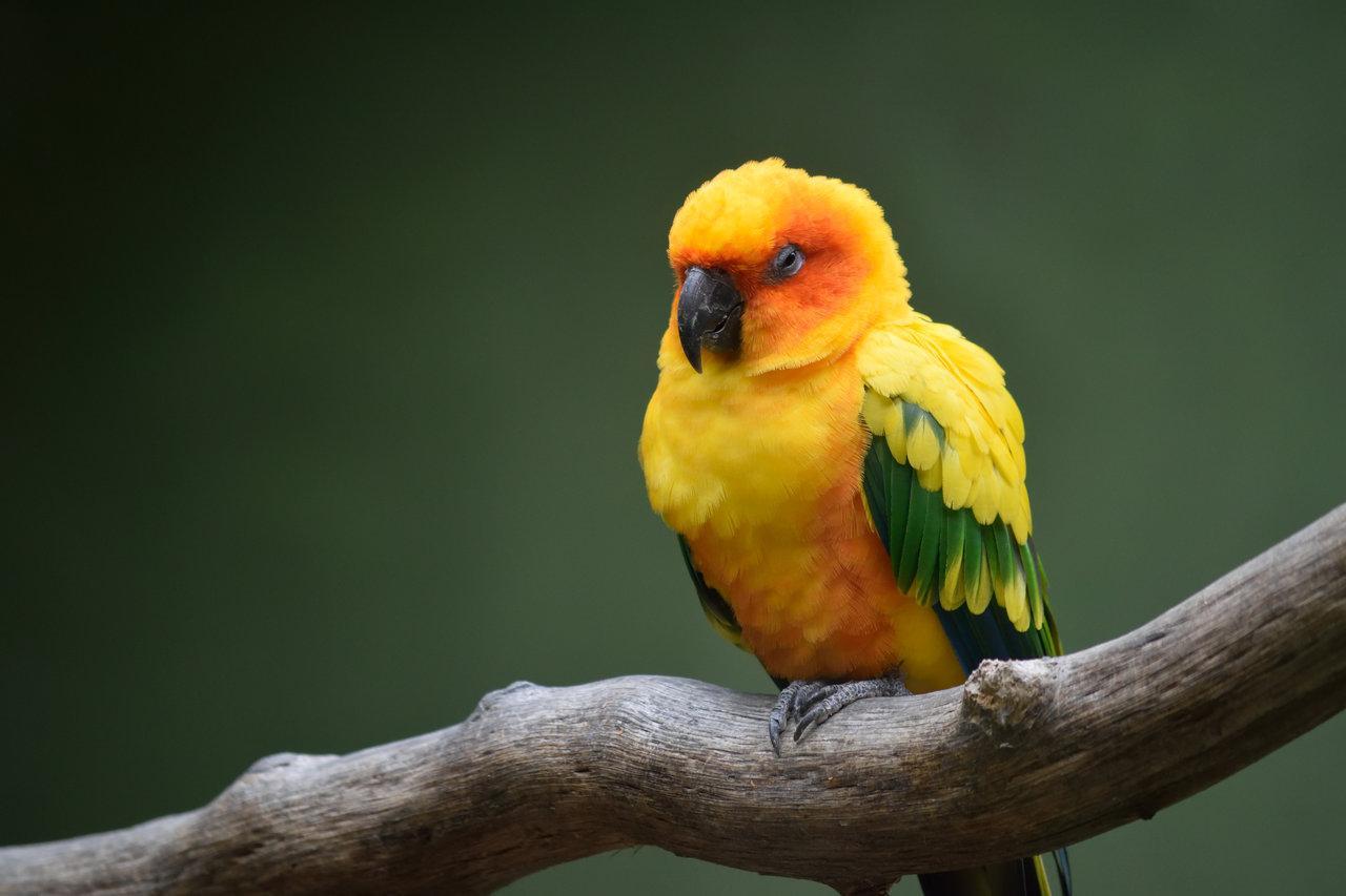 Sun Parakeet Wallpapers