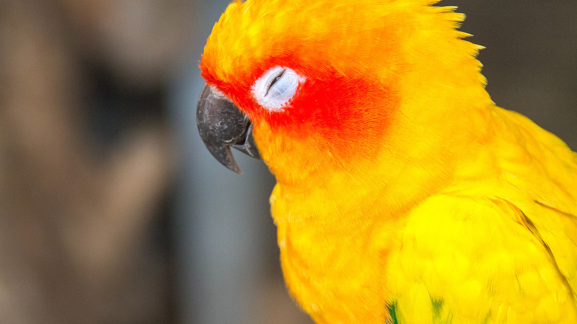 Sun Parakeet Wallpapers