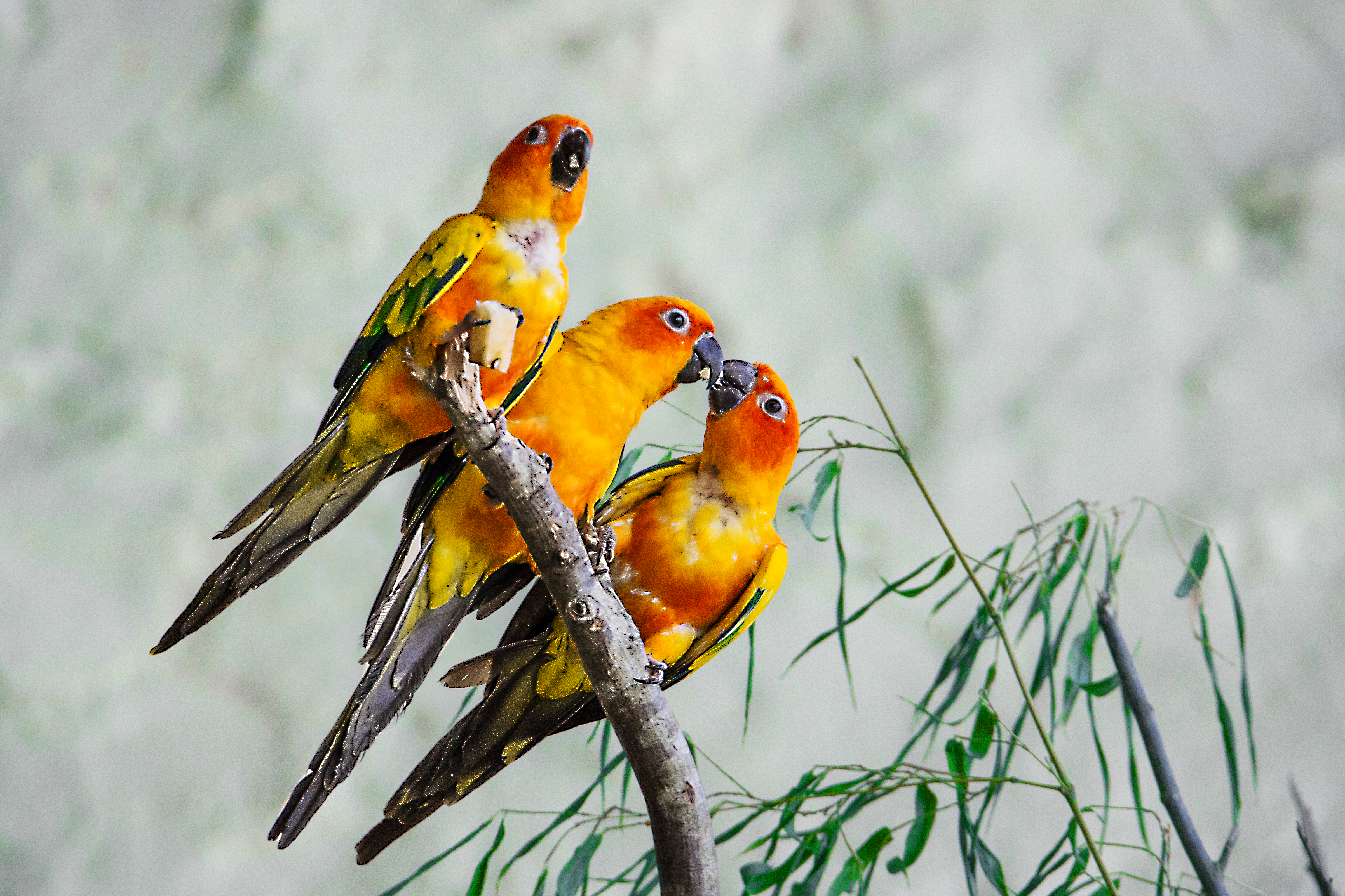 Sun Parakeet Wallpapers