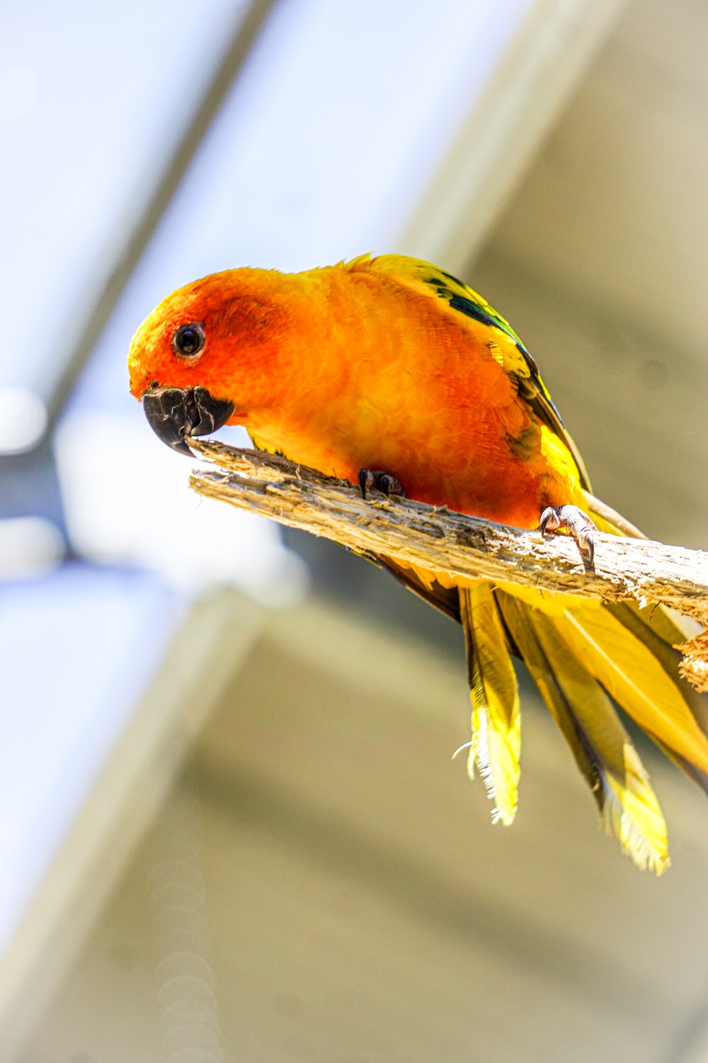 Sun Parakeet Wallpapers