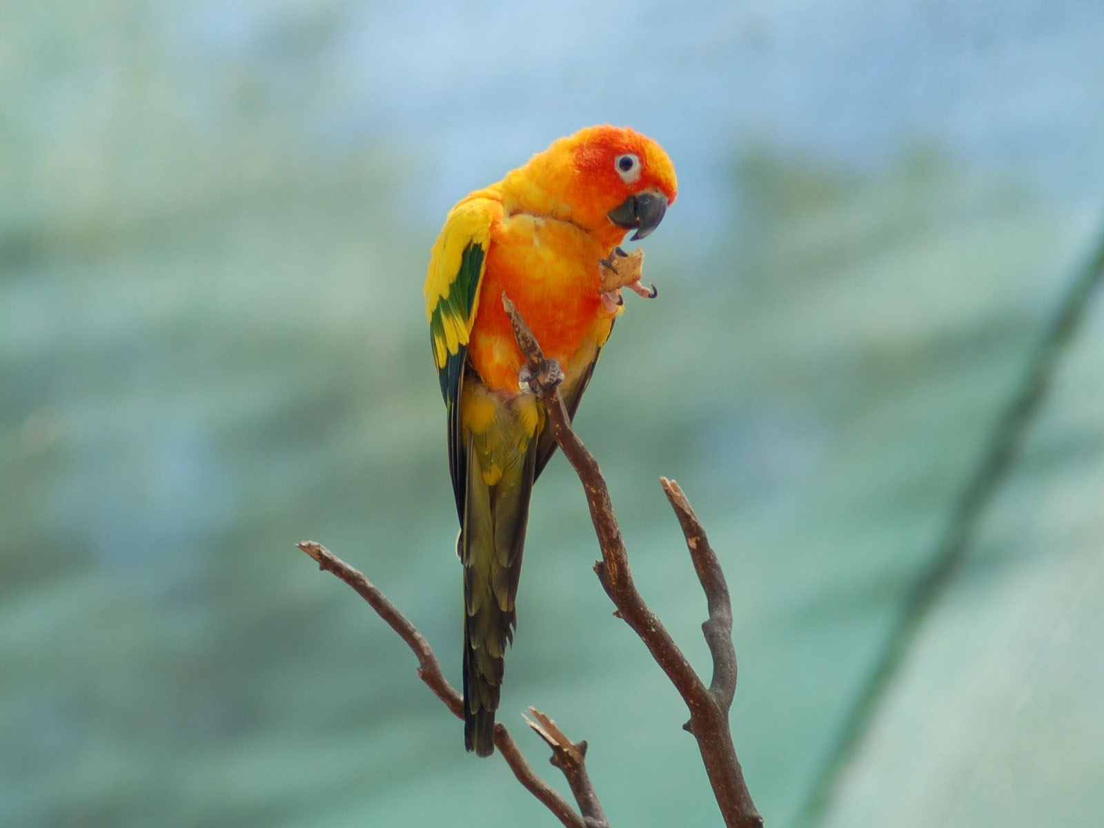 Sun Parakeet Wallpapers