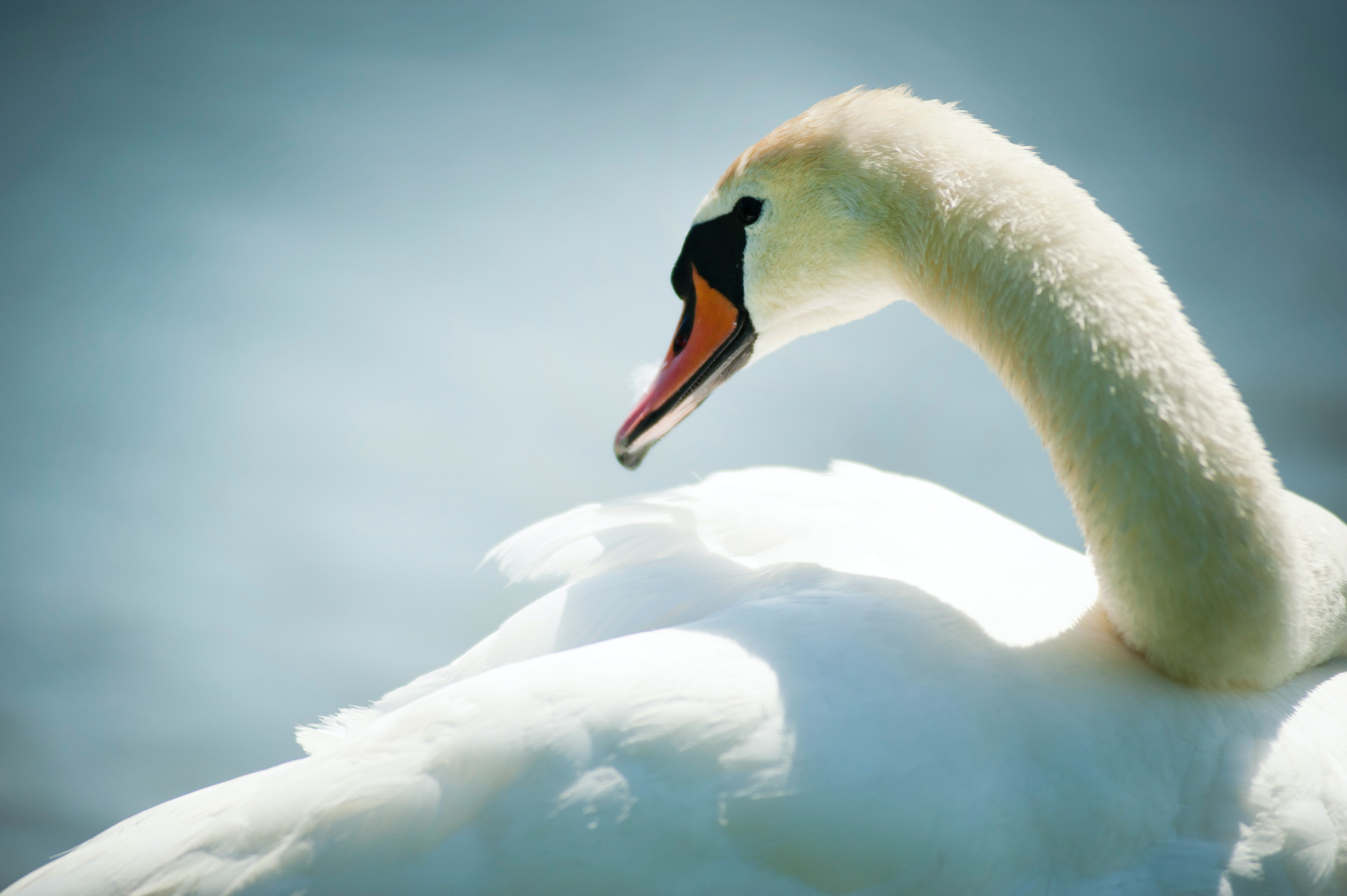 Swan Wallpapers