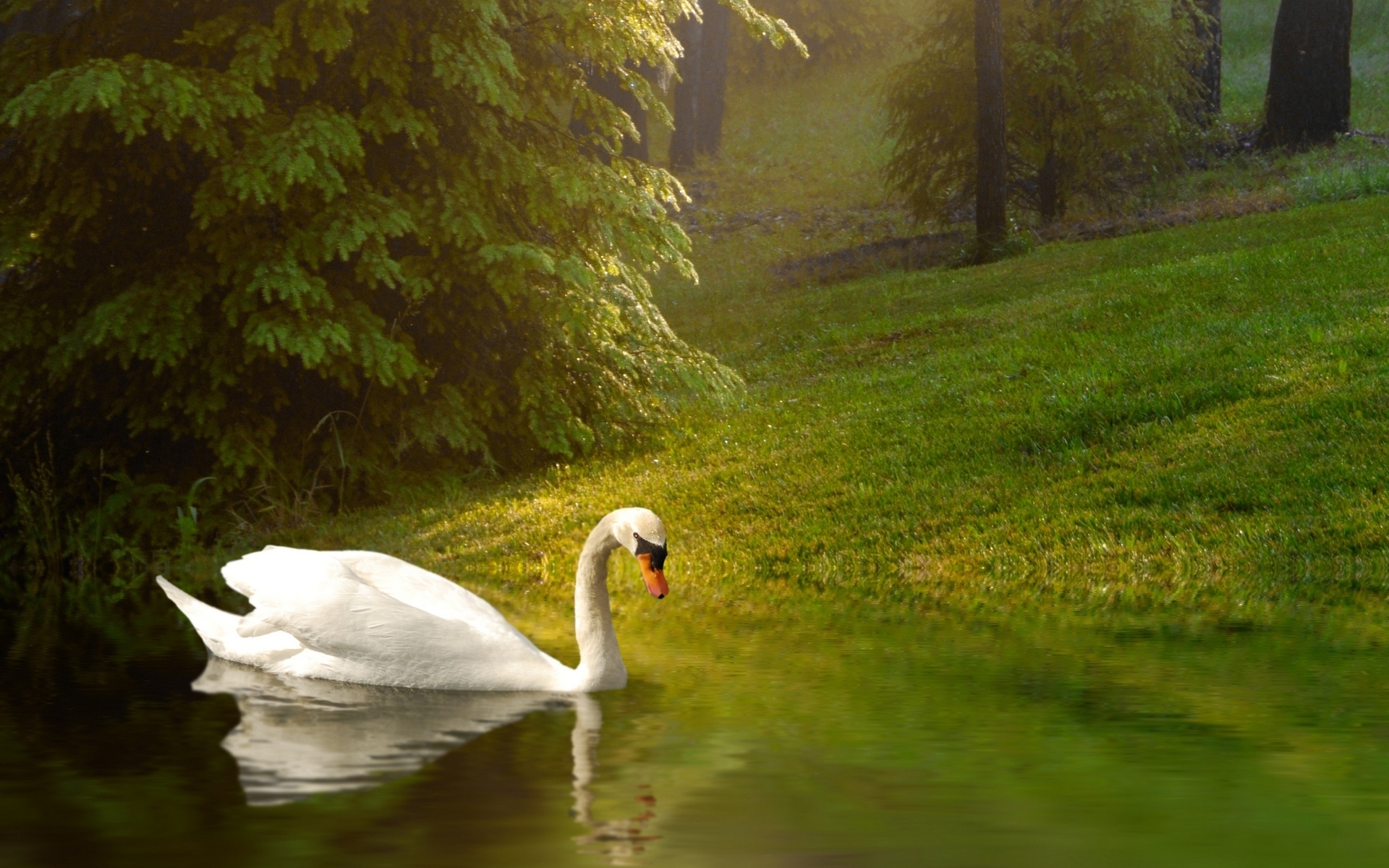 Swan Wallpapers