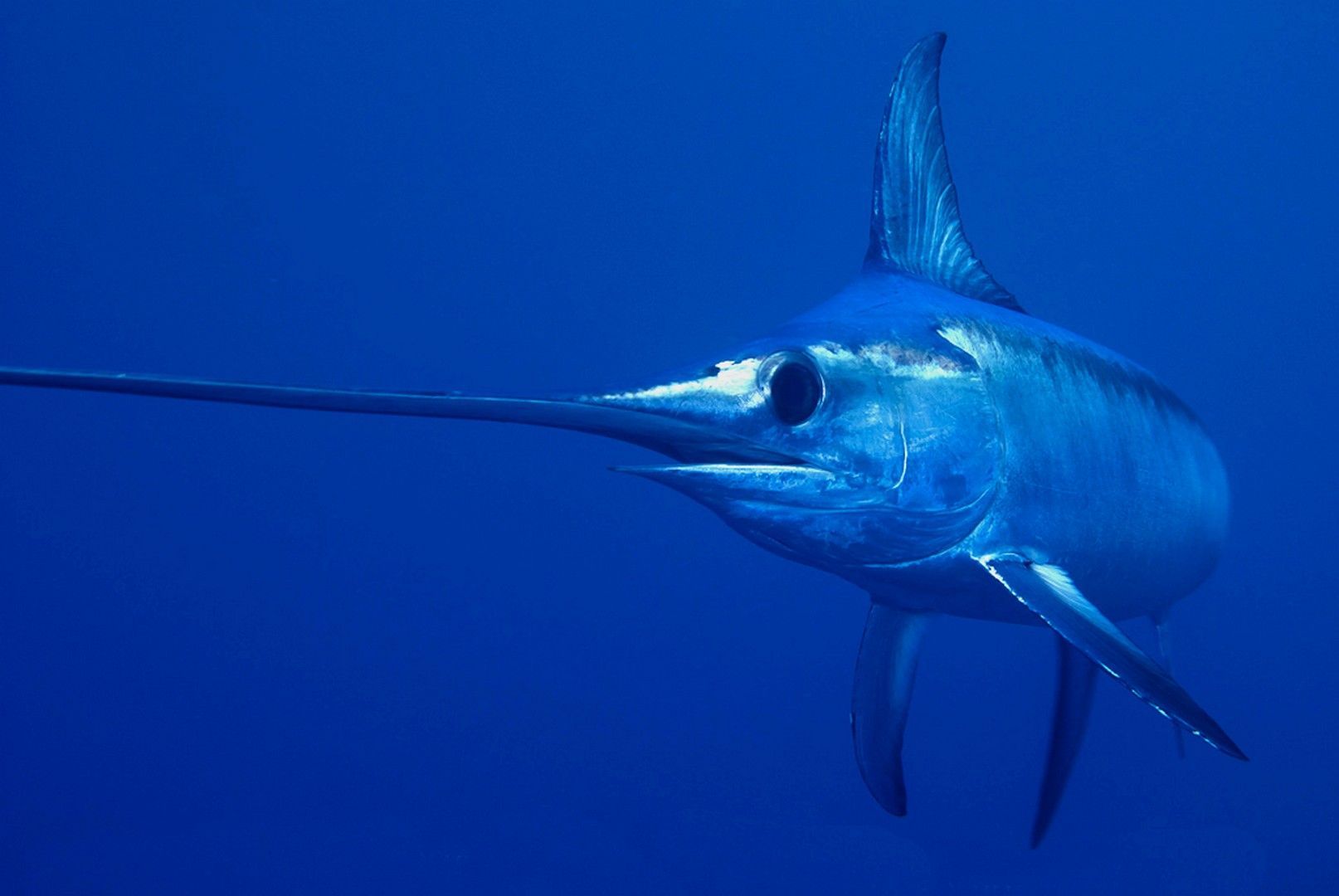 Sword Fish Wallpapers