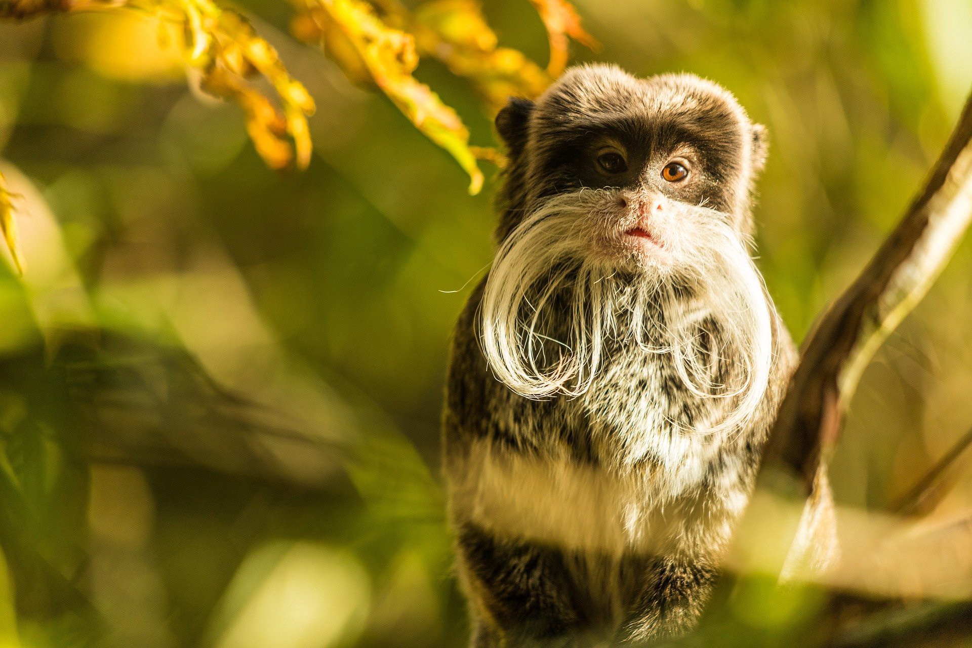 Tamarin Wallpapers