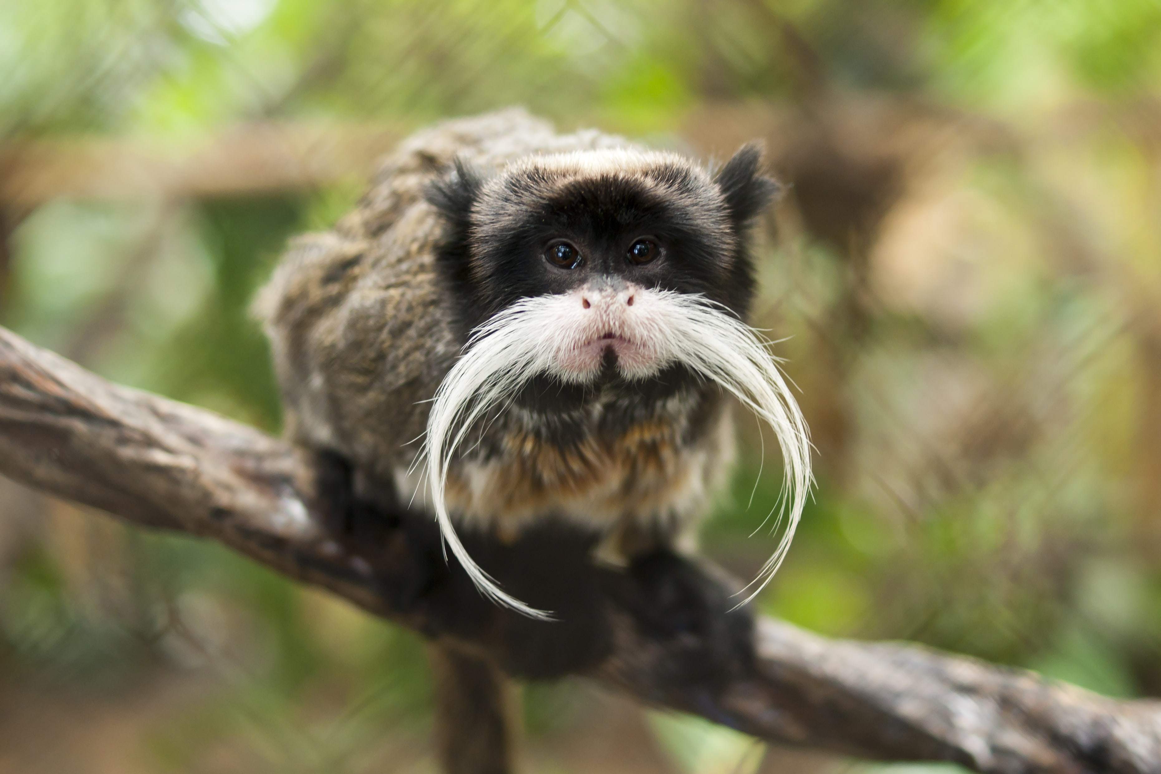 Tamarin Wallpapers