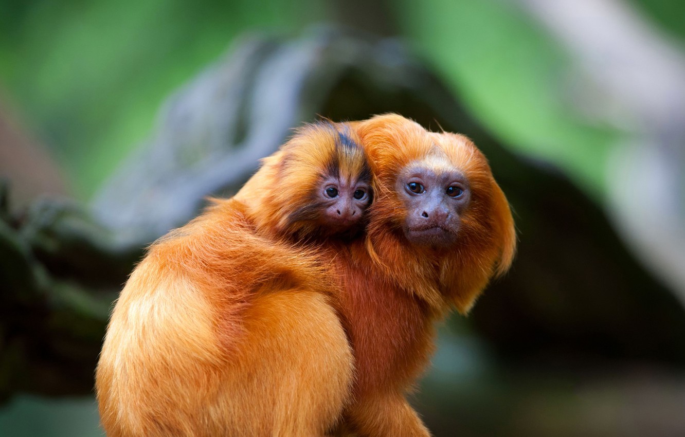 Tamarin Wallpapers