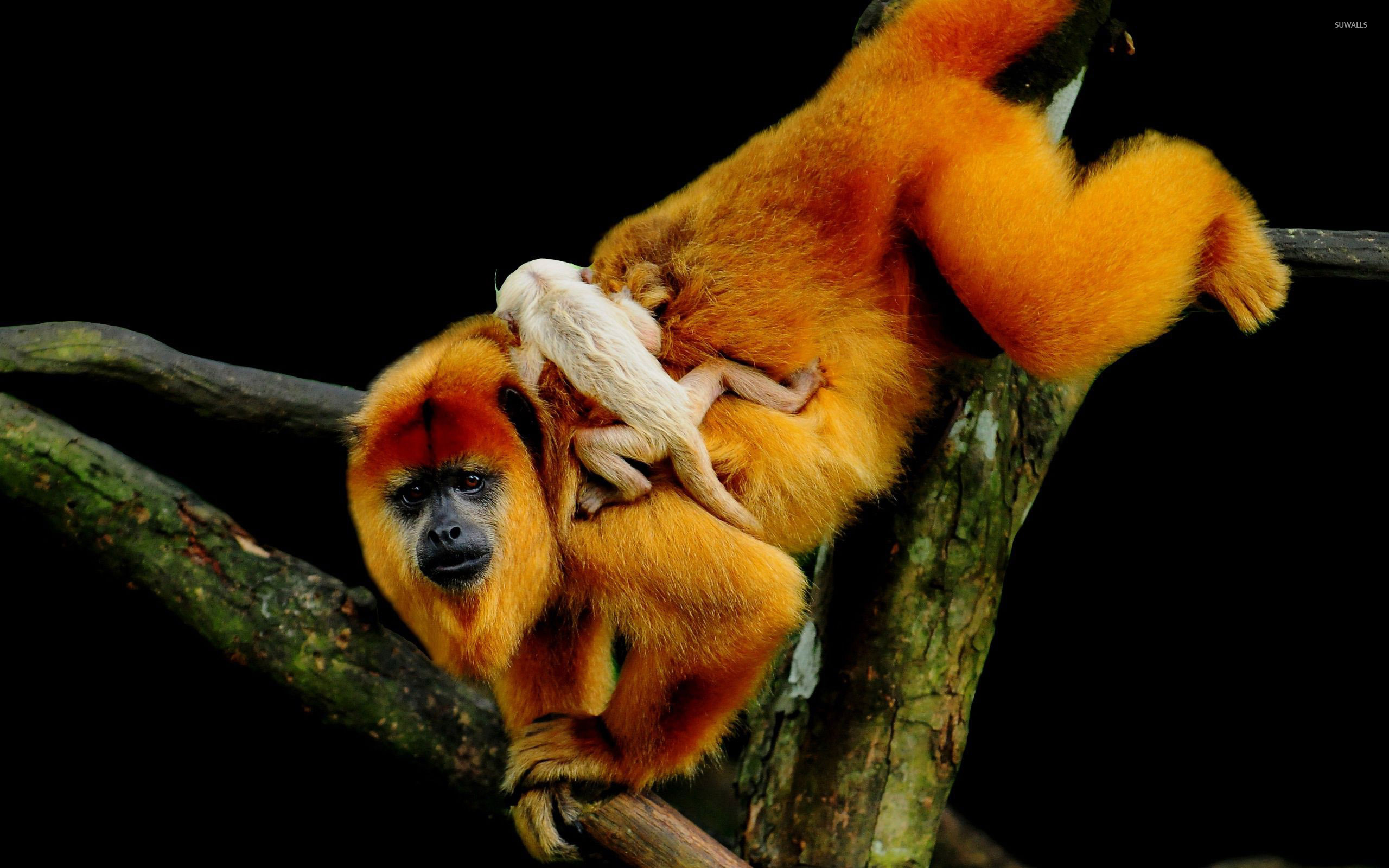 Tamarin Wallpapers