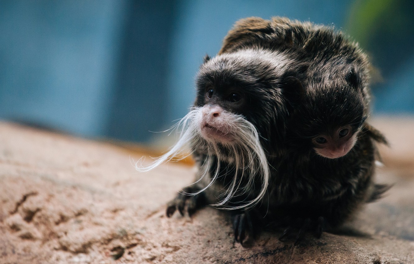 Tamarin Wallpapers