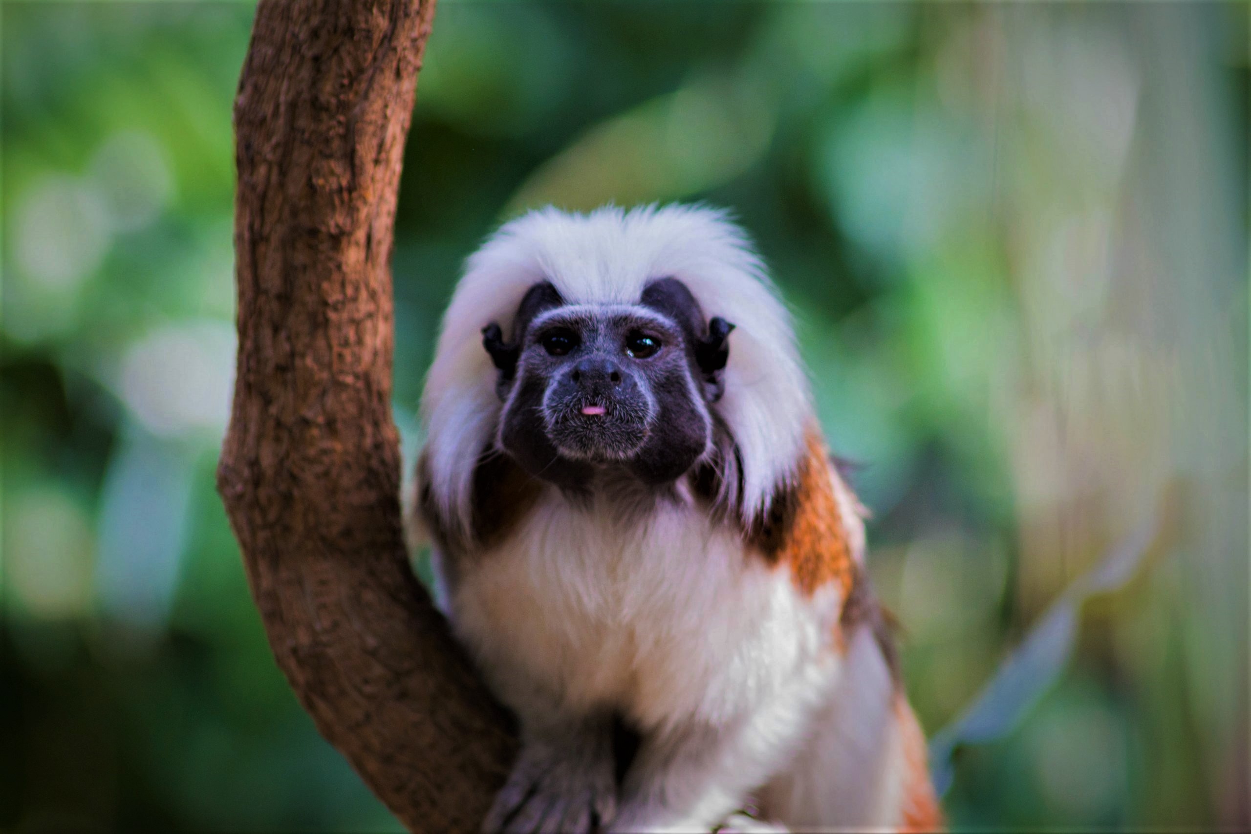 Tamarin Wallpapers