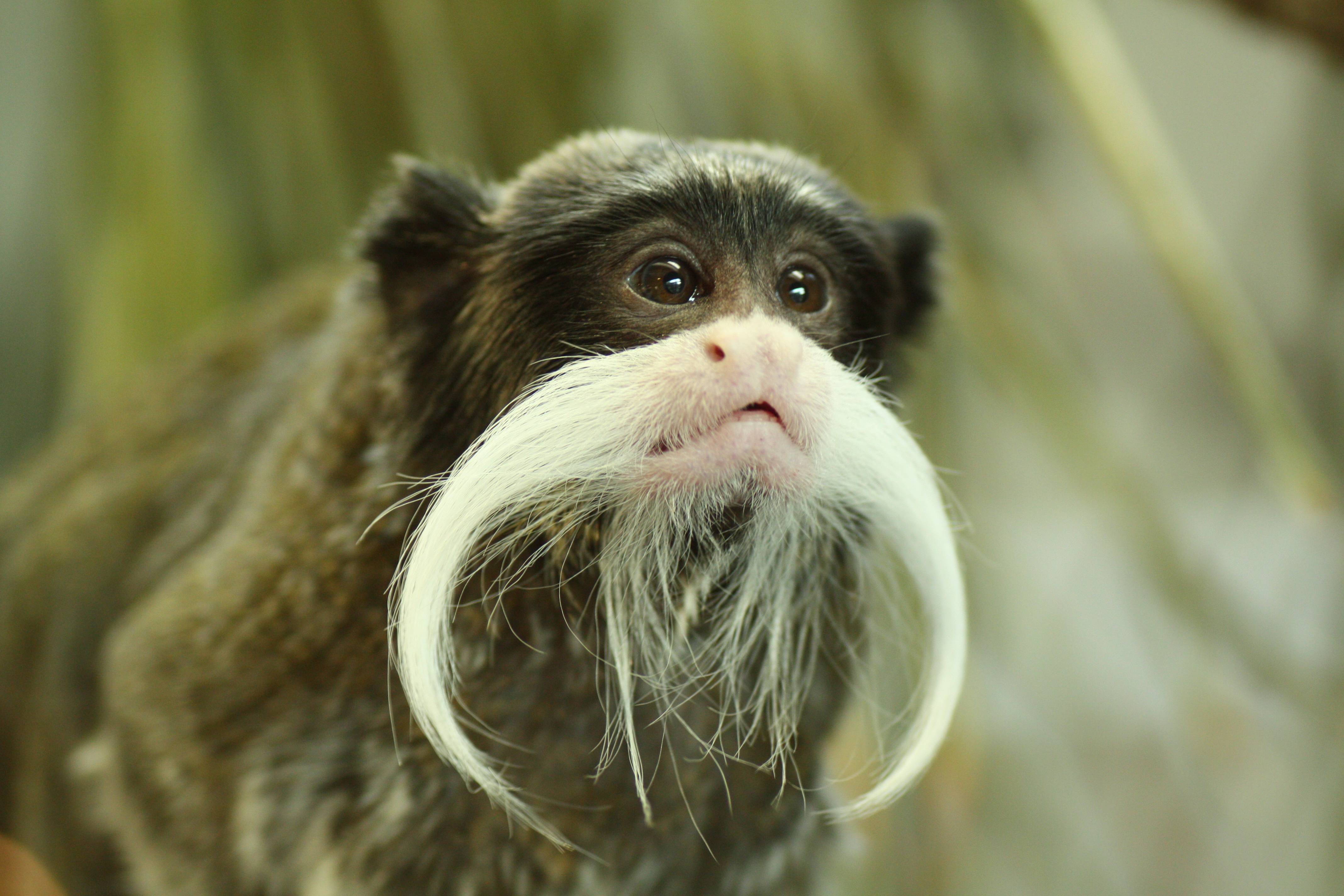 Tamarin Wallpapers