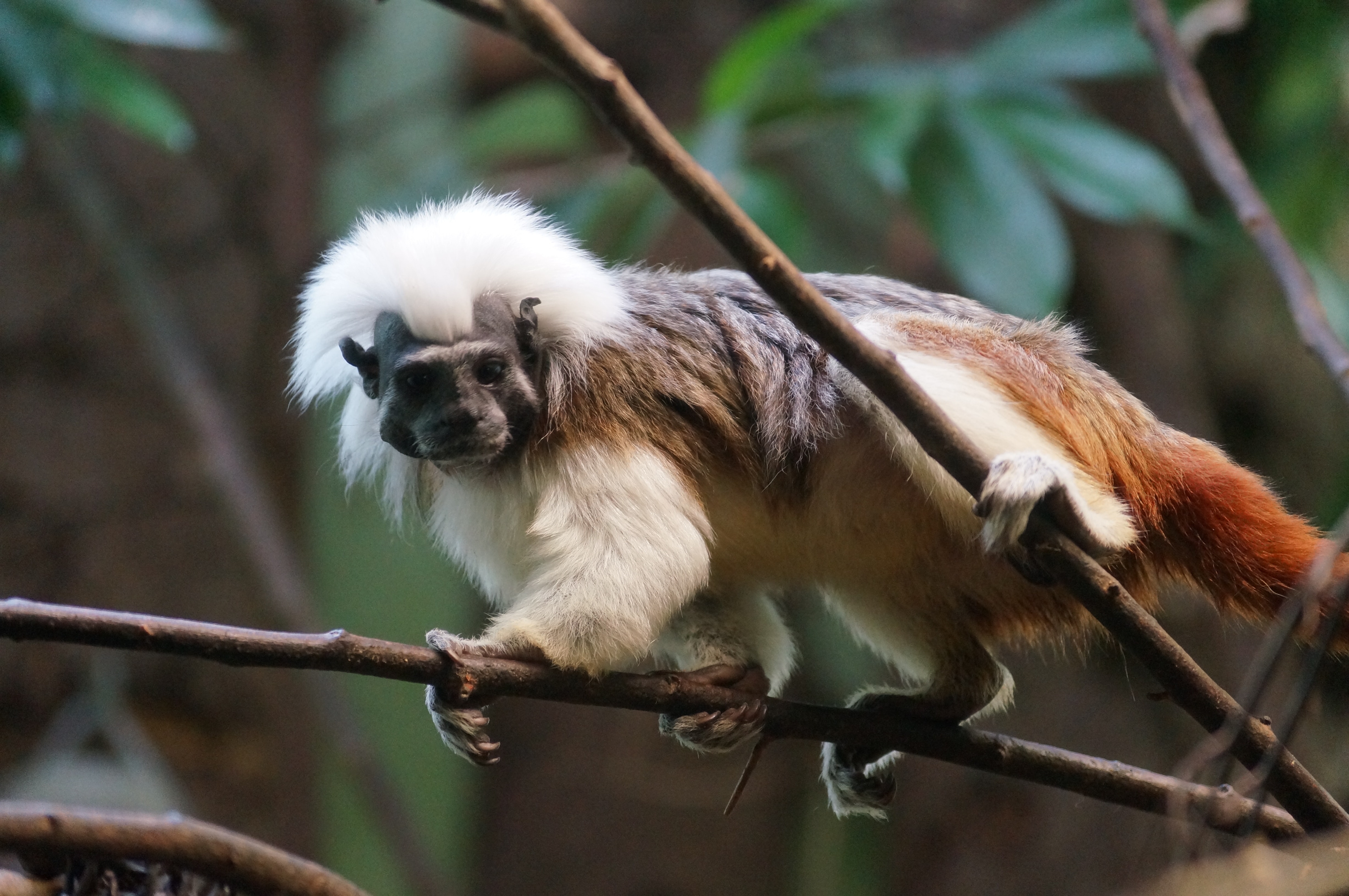 Tamarin Wallpapers