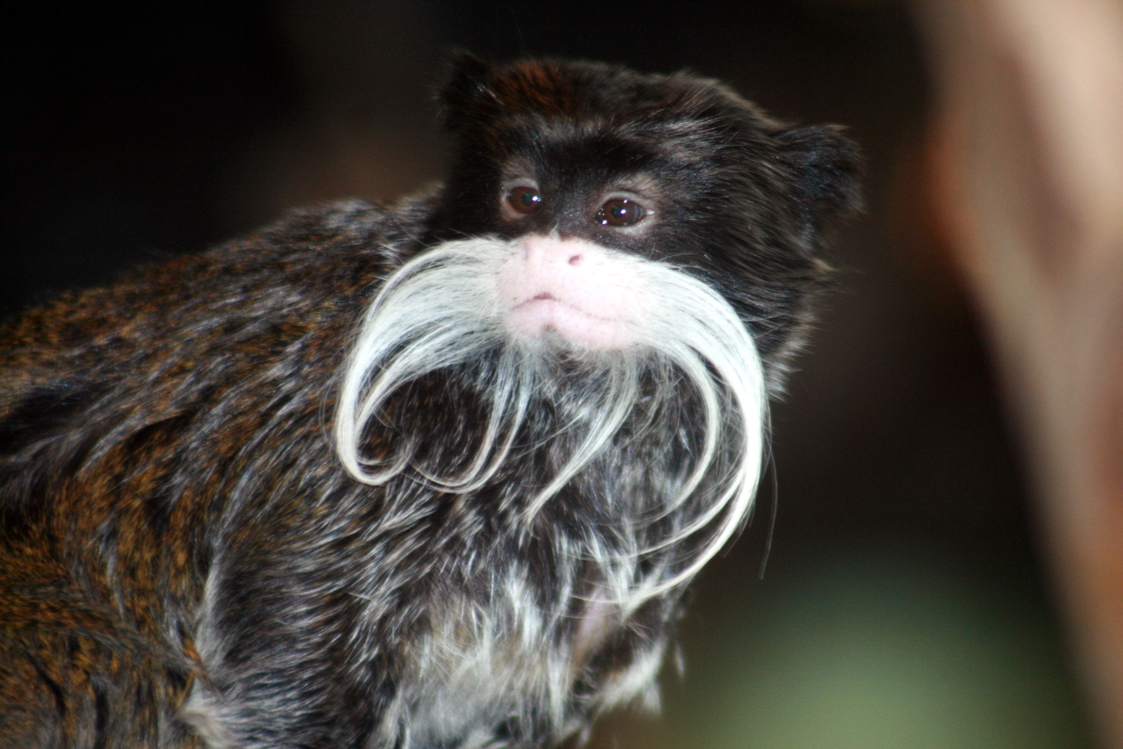 Tamarin Wallpapers