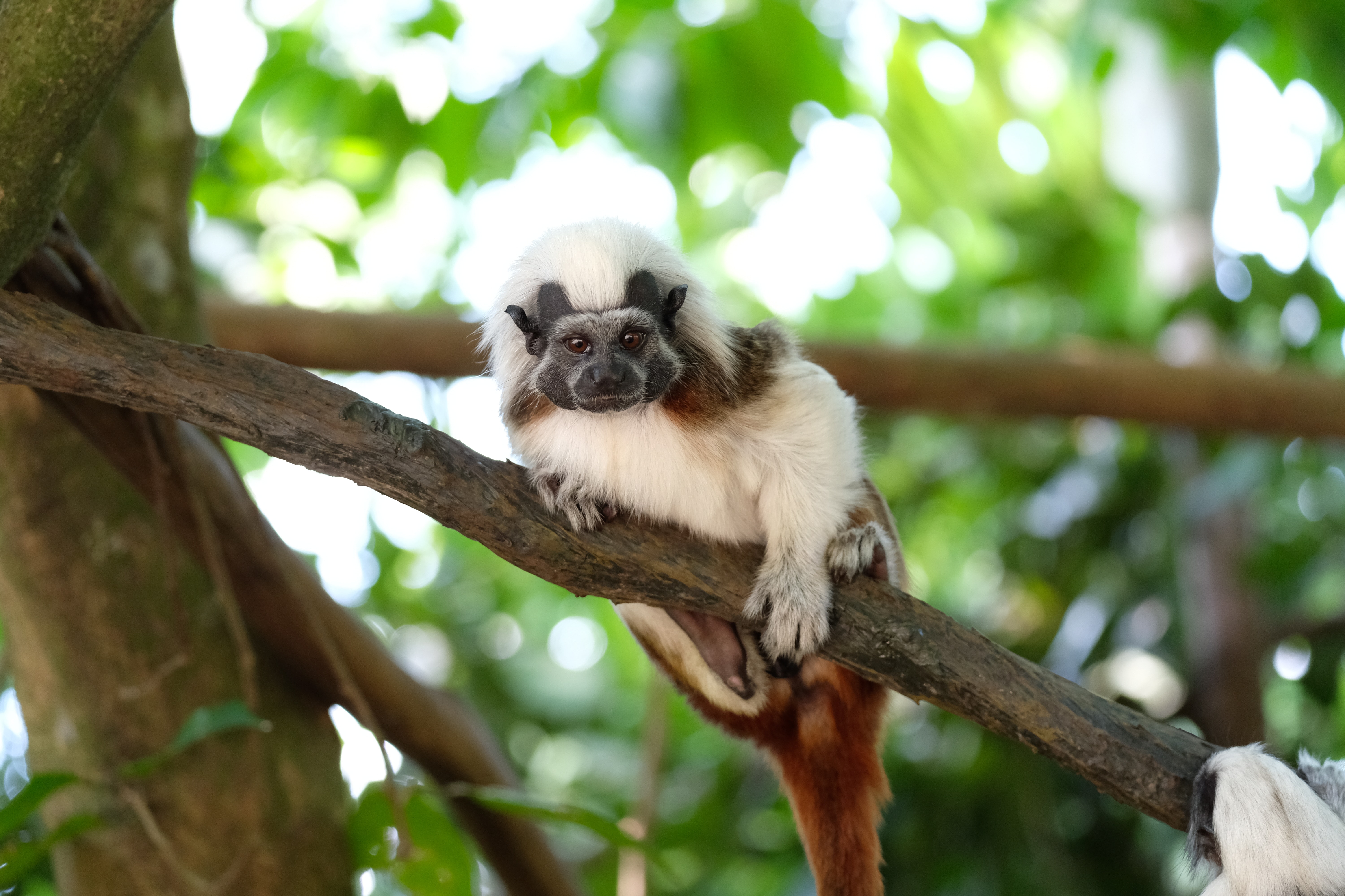 Tamarin Wallpapers