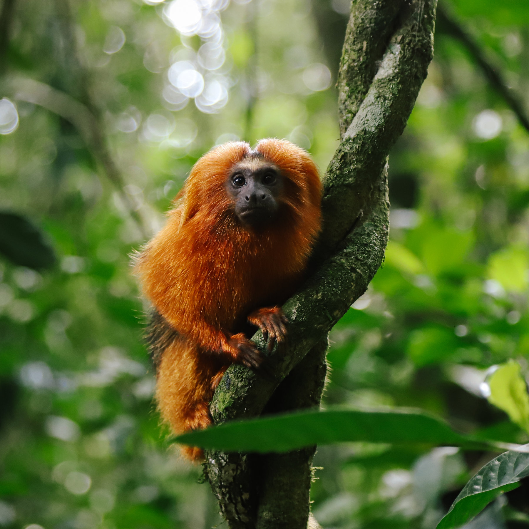 Tamarin Wallpapers