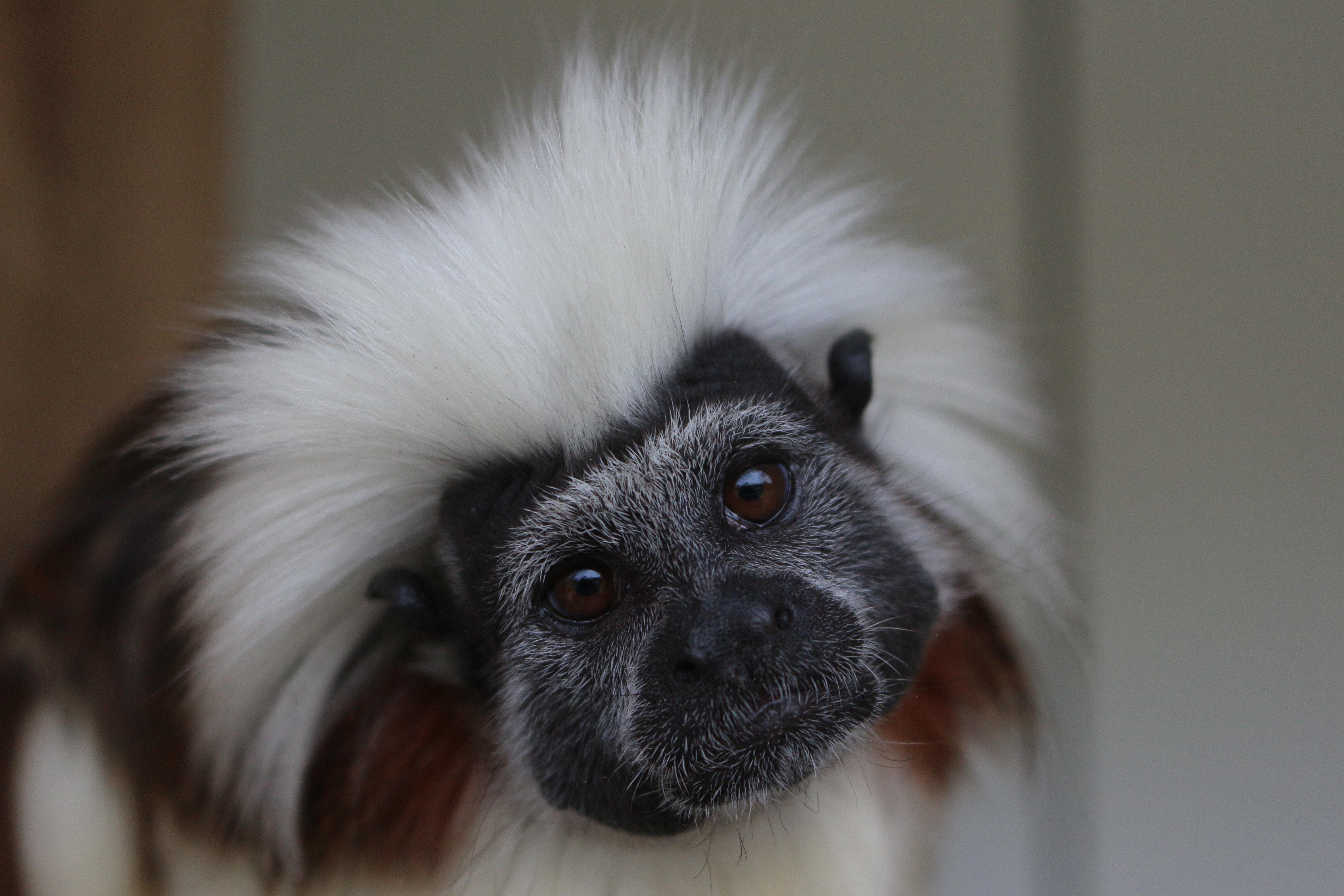 Tamarin Wallpapers