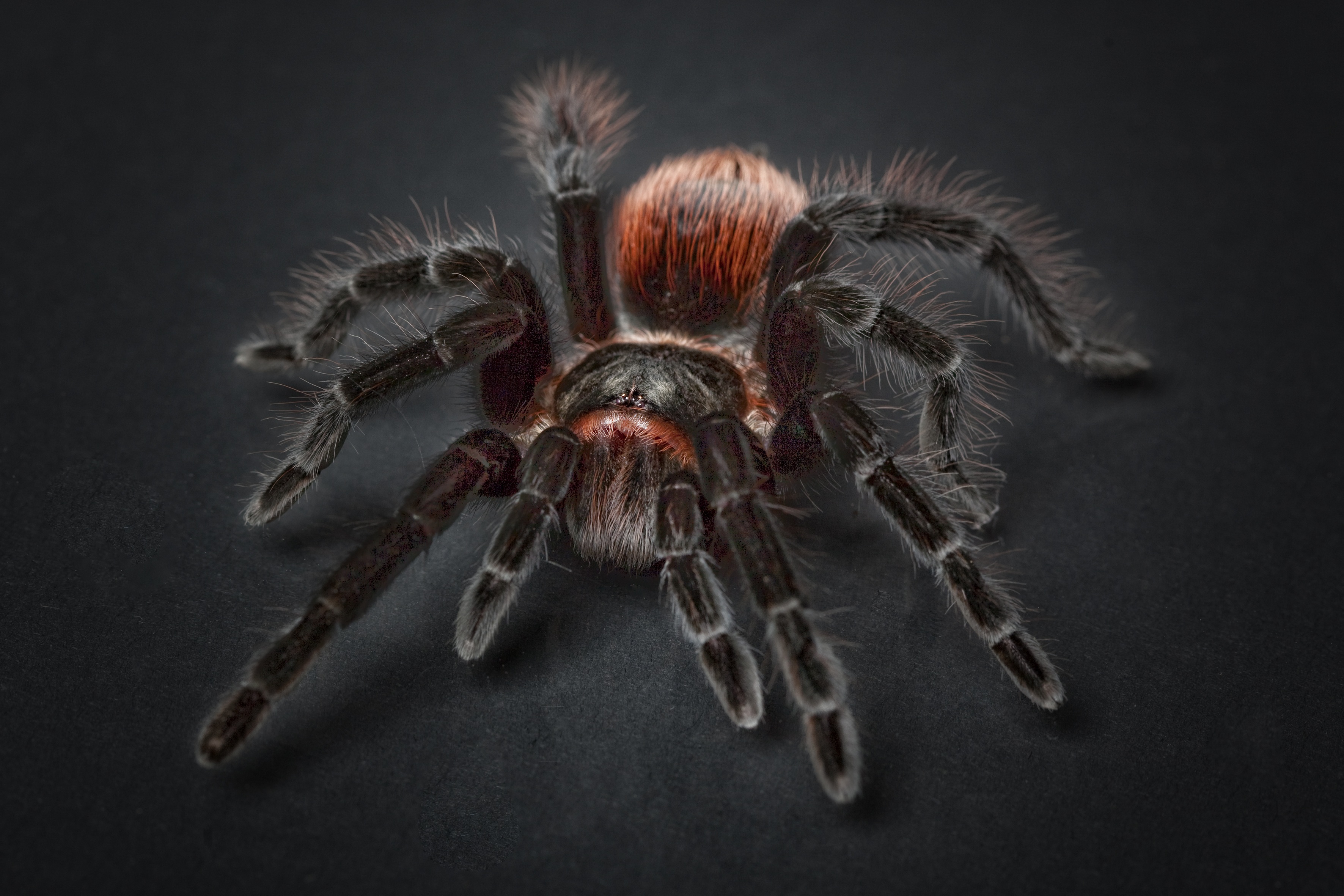 Tarantula Wallpapers