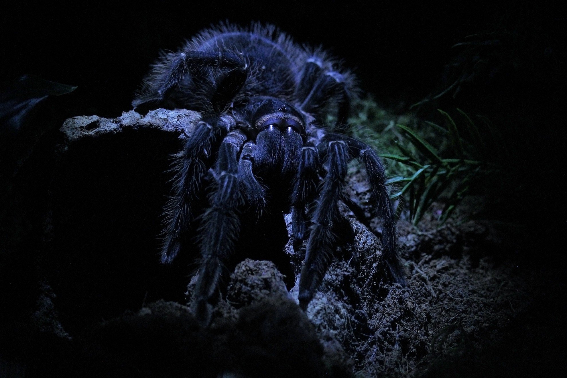 Tarantula Wallpapers