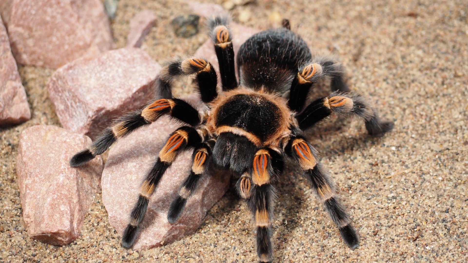 Tarantula Wallpapers