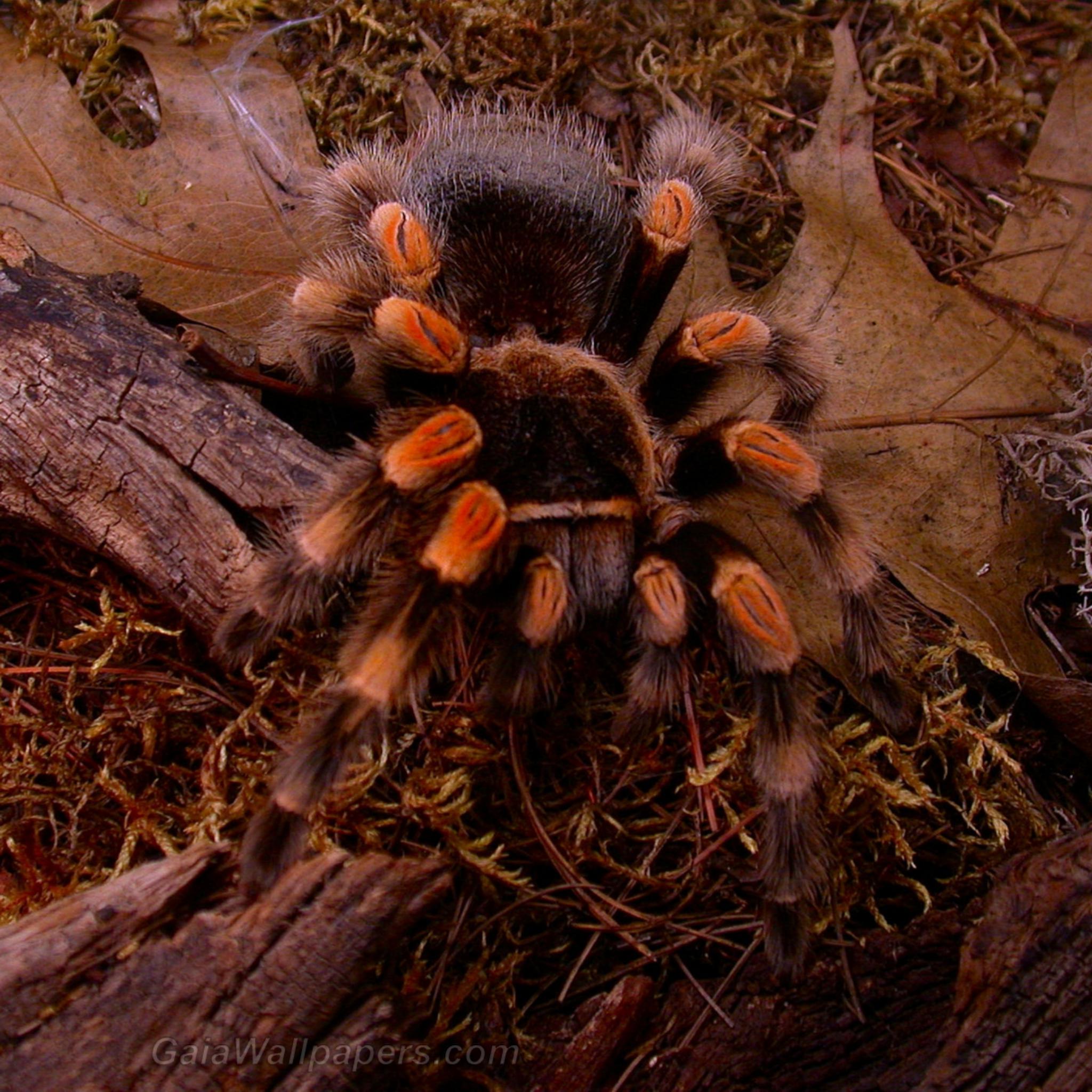 Tarantula Wallpapers