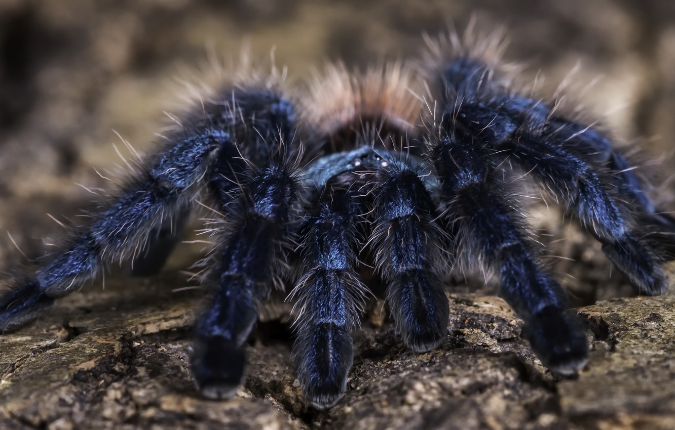 Tarantula Wallpapers