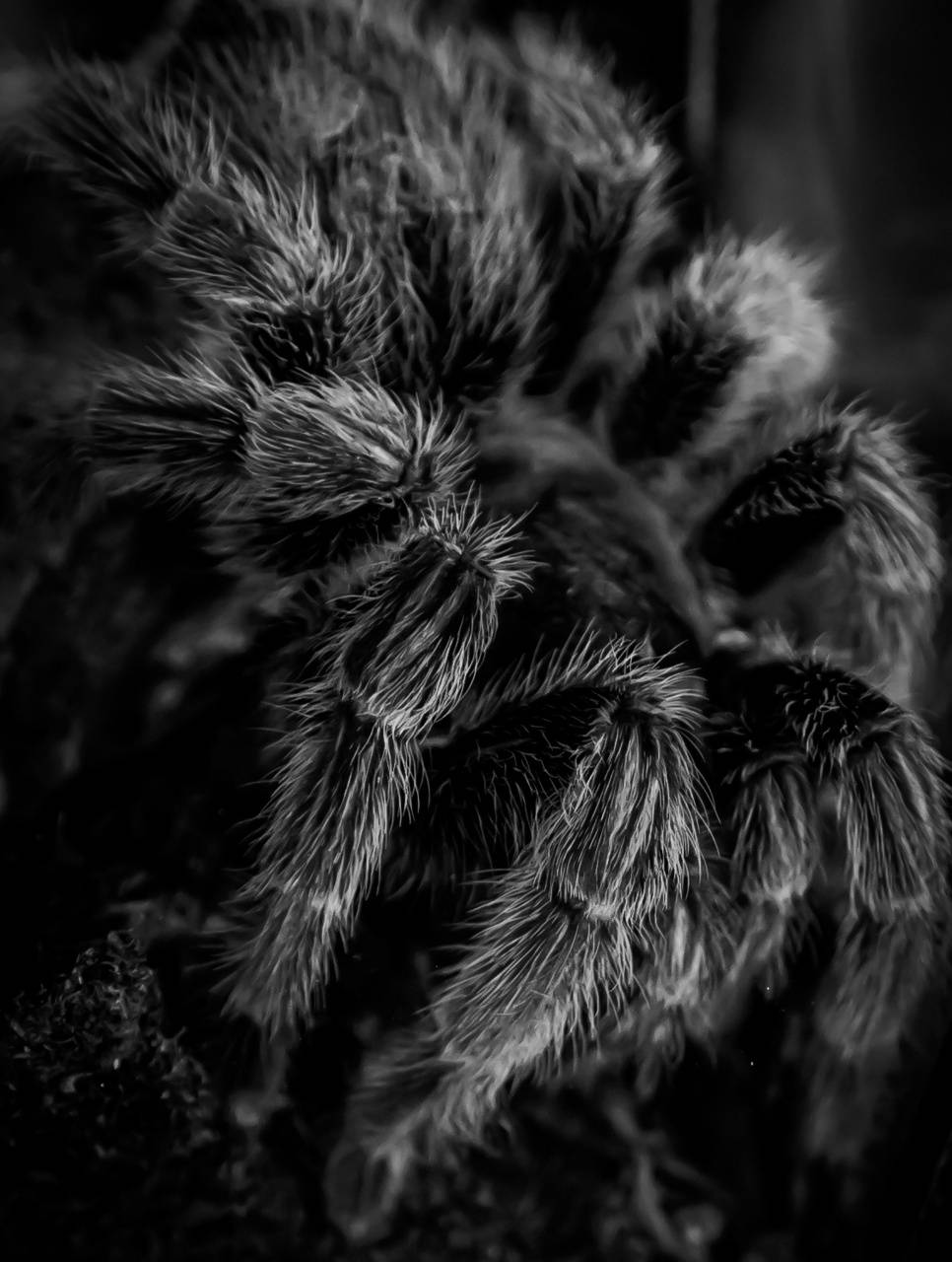 Tarantula Wallpapers