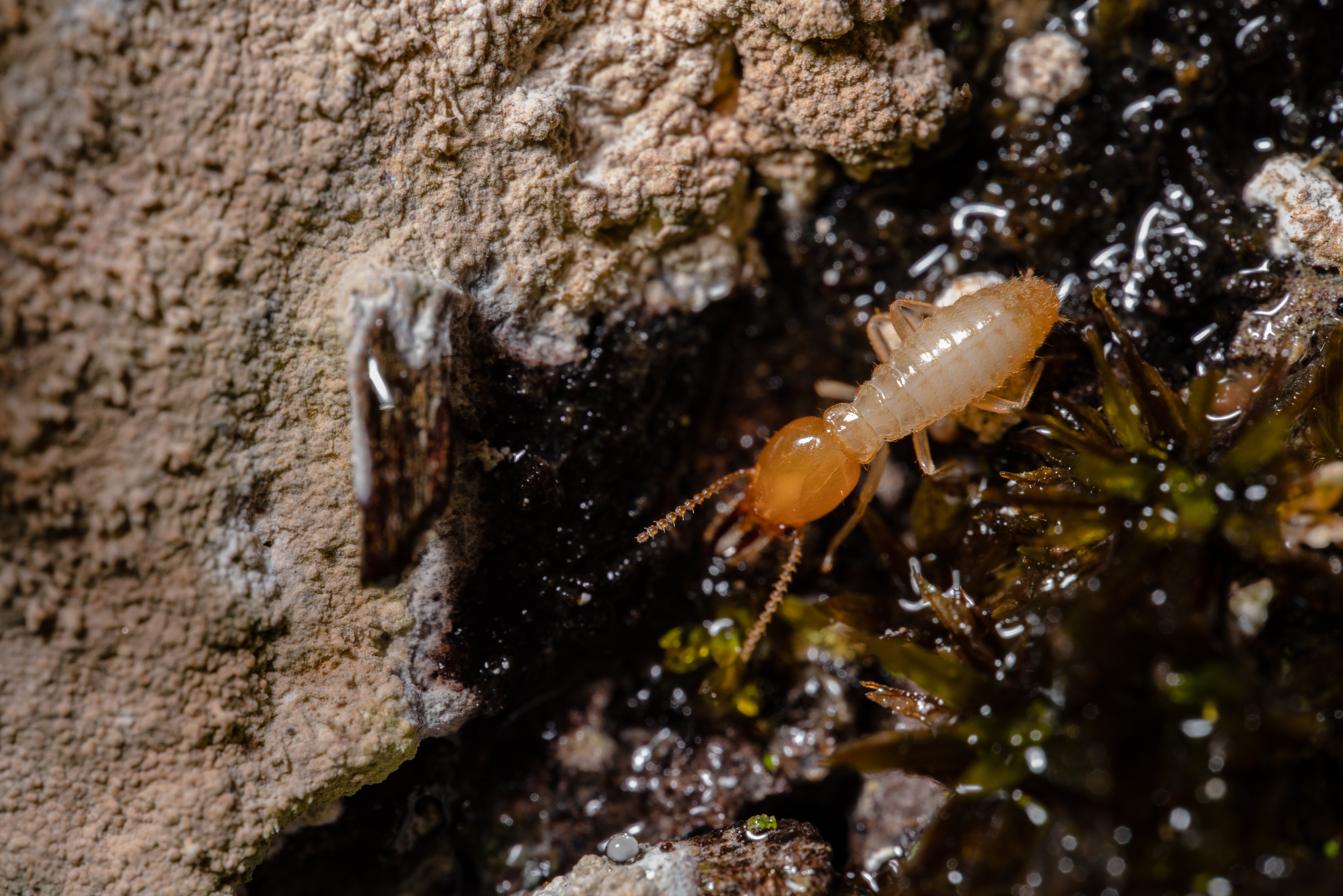 Termite Wallpapers