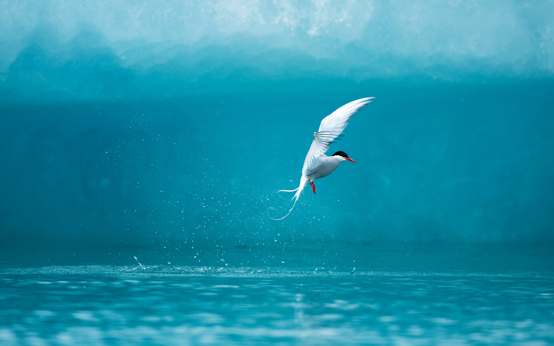 Tern Wallpapers