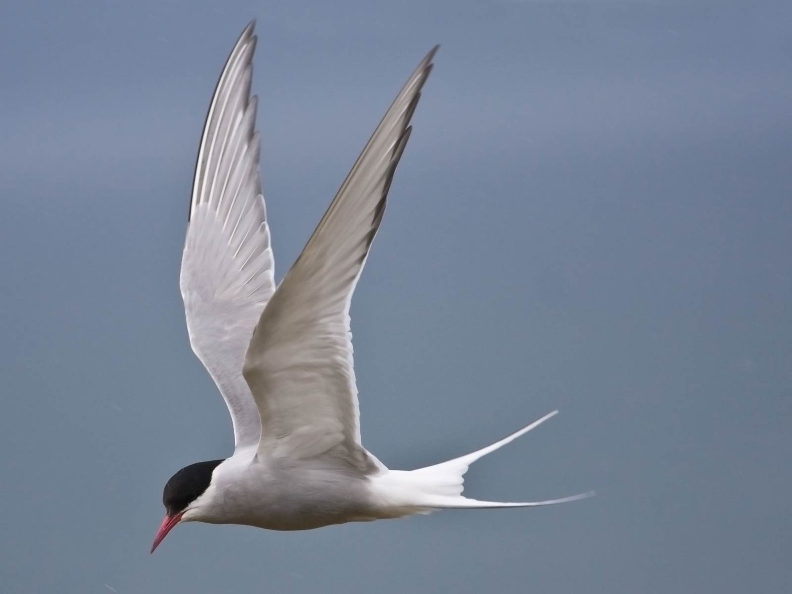 Tern Wallpapers