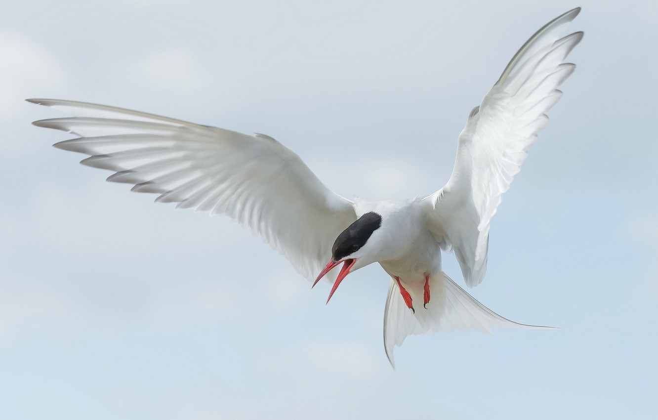 Tern Wallpapers