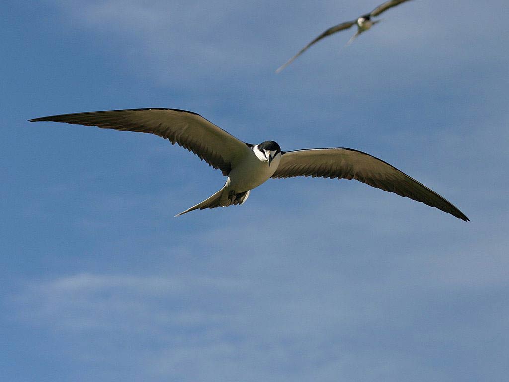 Tern Wallpapers