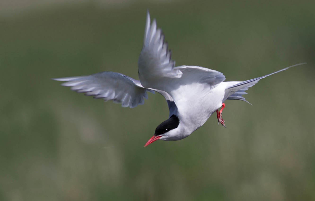 Tern Wallpapers