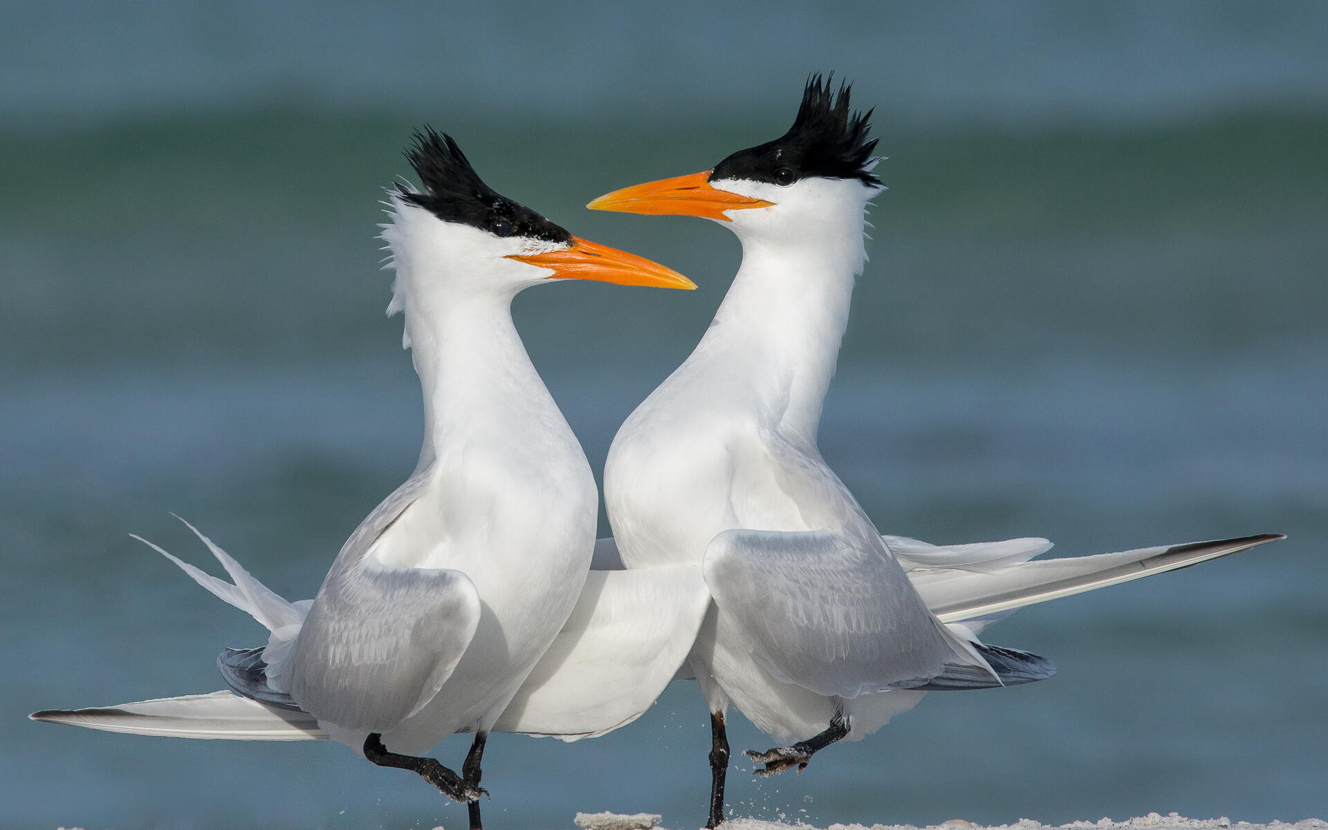 Tern Wallpapers