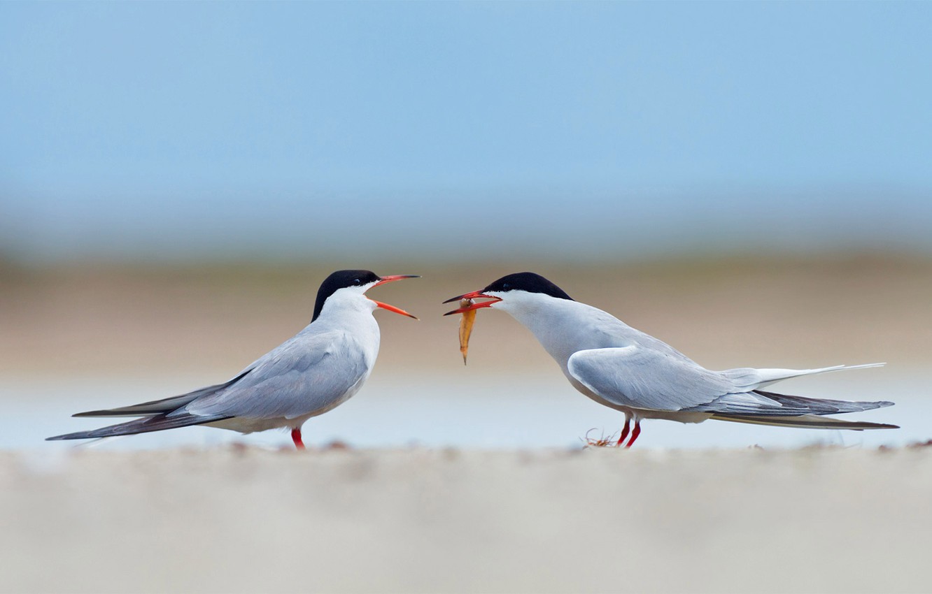 Tern Wallpapers